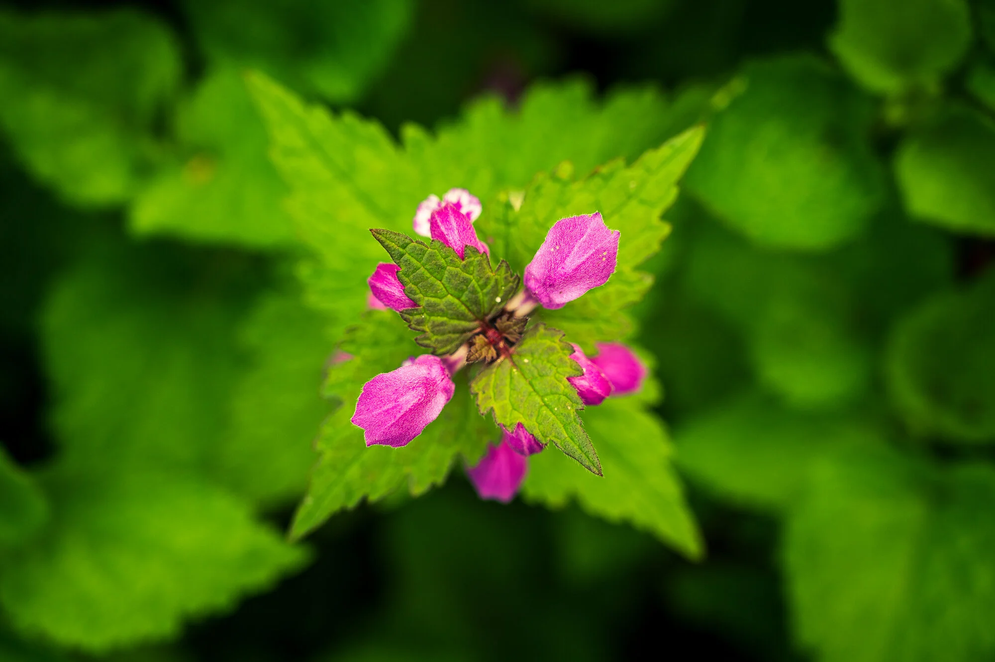 Fotofrühling in Mauthausen-9732.jpg