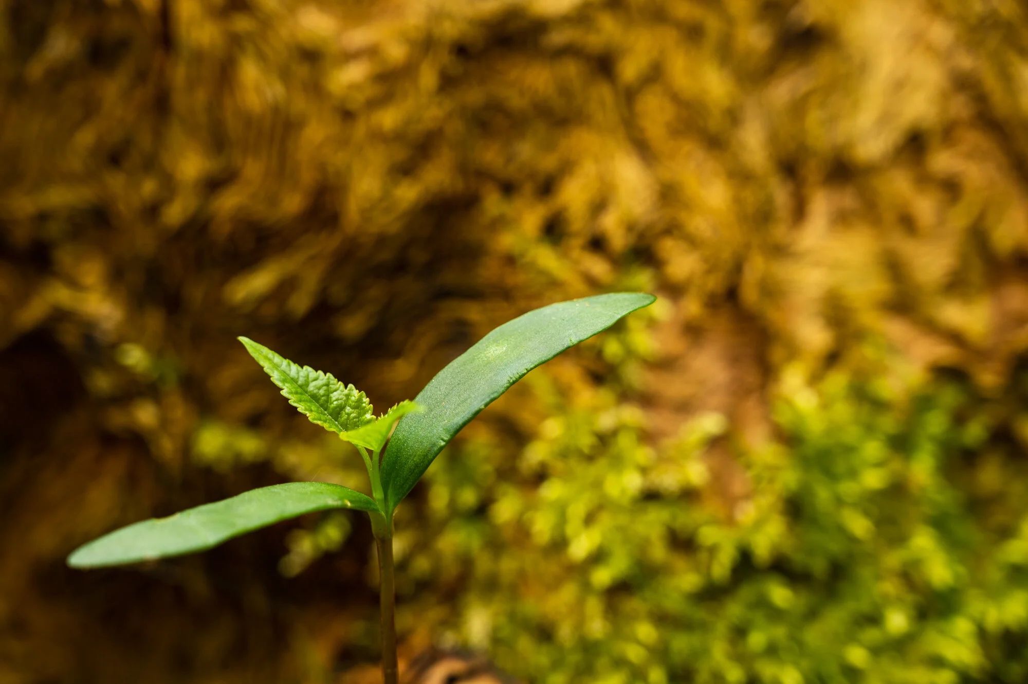 Fotofrühling in Mauthausen-9782.jpg