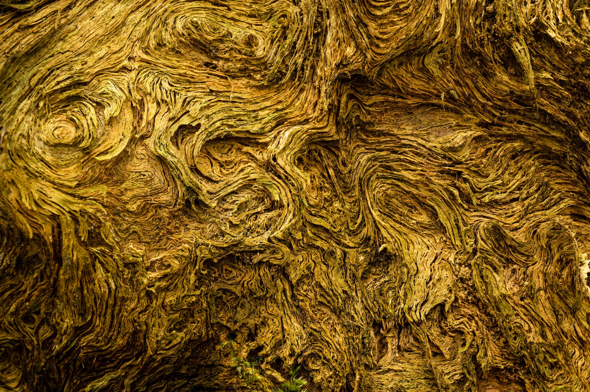 Fotofrühling in Mauthausen-9785-Bearbeitet.jpg