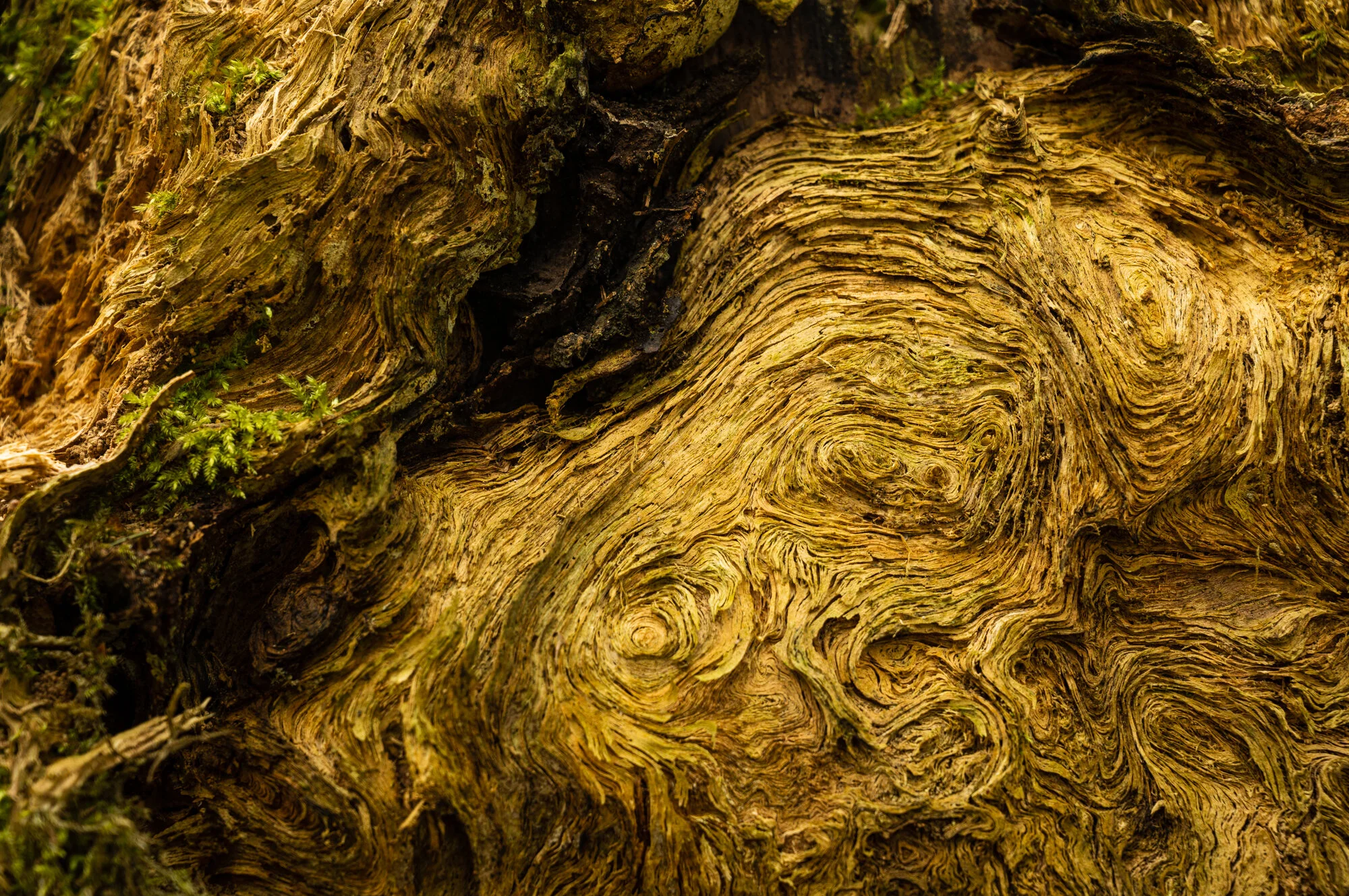 Fotofrühling in Mauthausen-9776.jpg