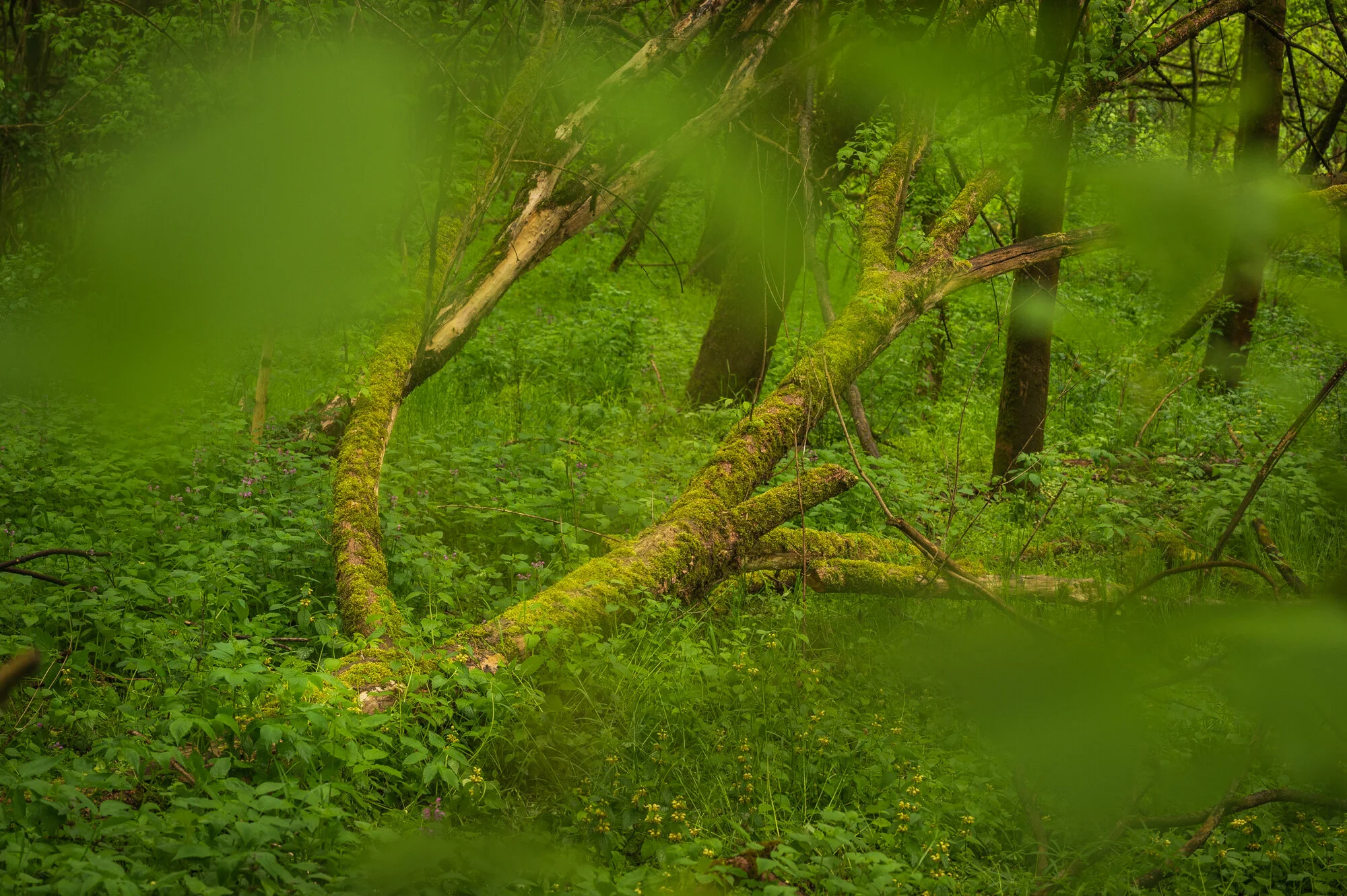 Landschaftsfotografie im Regen 2021 Auwald-9914.jpg