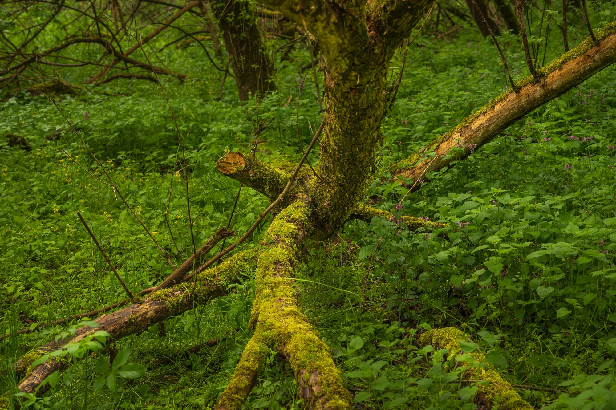 Landschaftsfotografie im Regen 2021 Auwald-9884.jpg