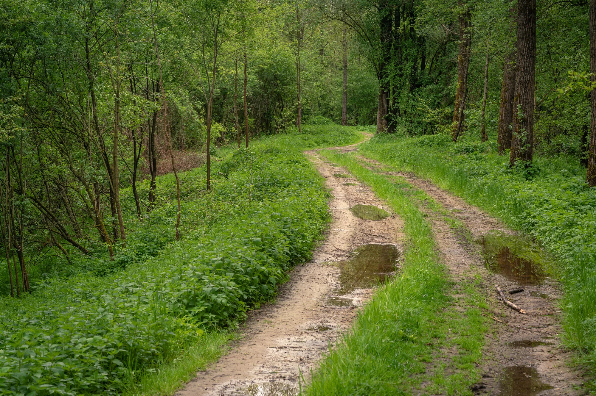 Landschaftsfotografie im Regen 2021 Auwald-0009.jpg