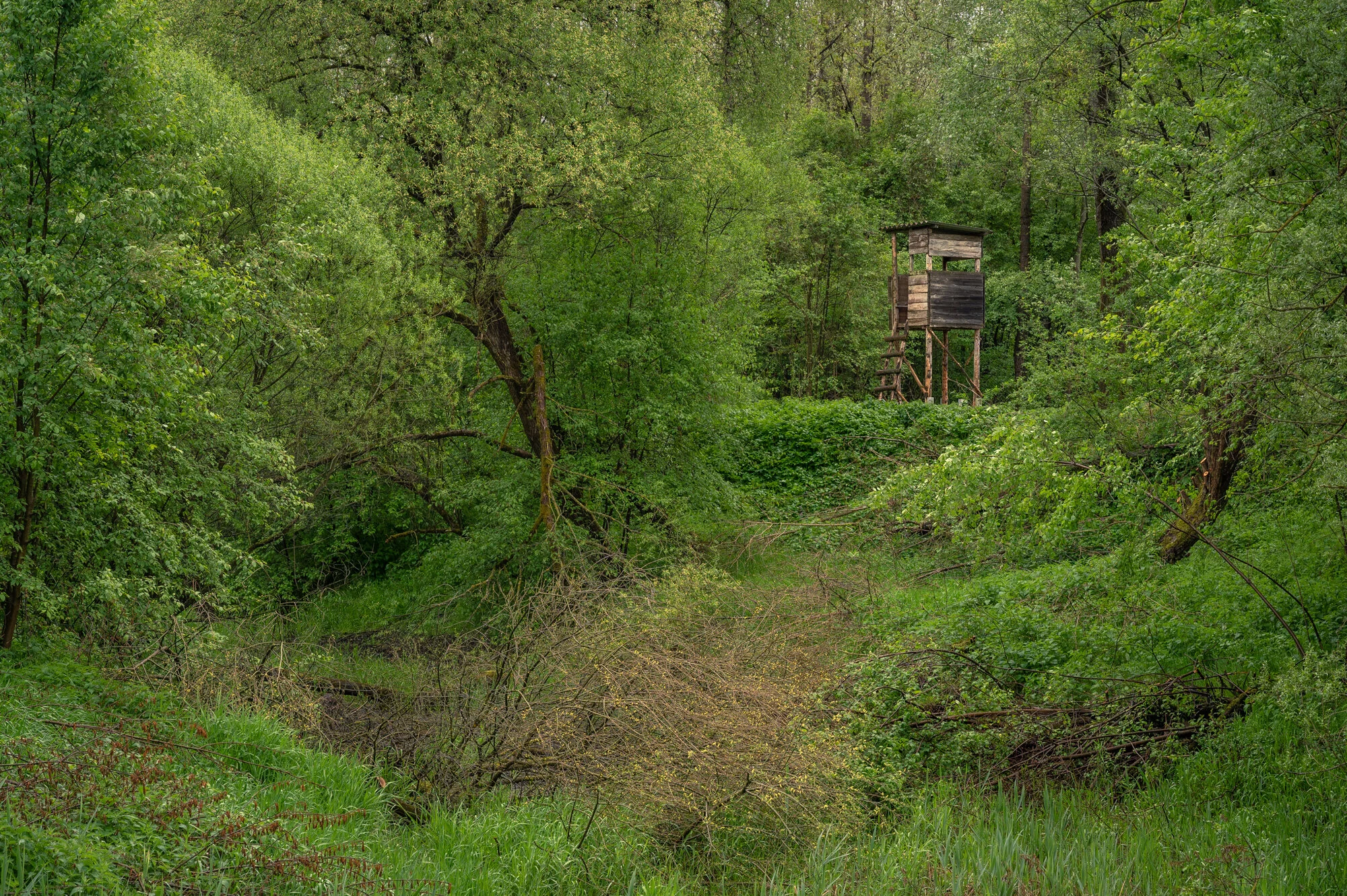 Landschaftsfotografie im Regen 2021 Auwald-9847.jpg