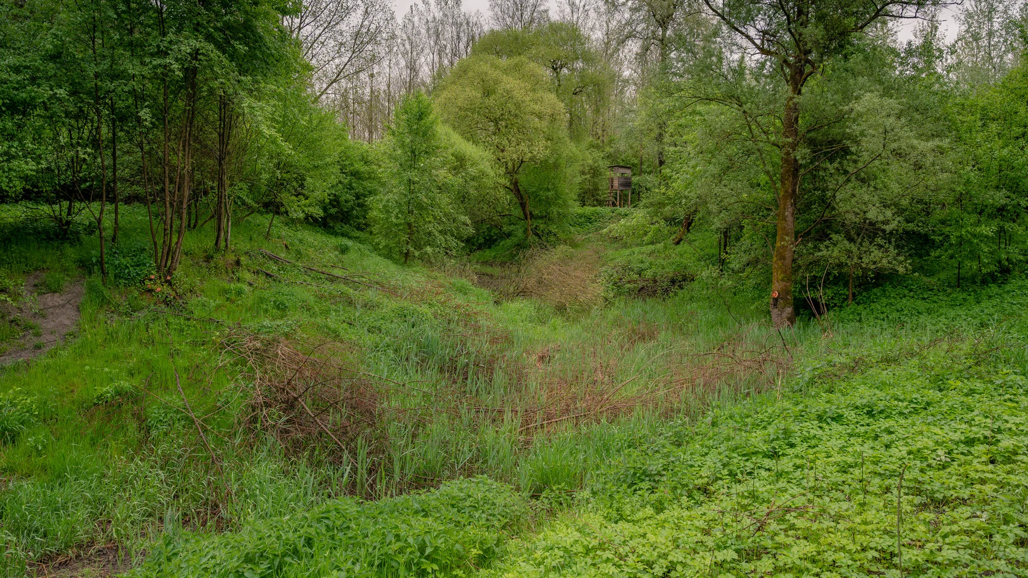 Landschaftsfotografie im Regen 2021 Auwald-9841.jpg