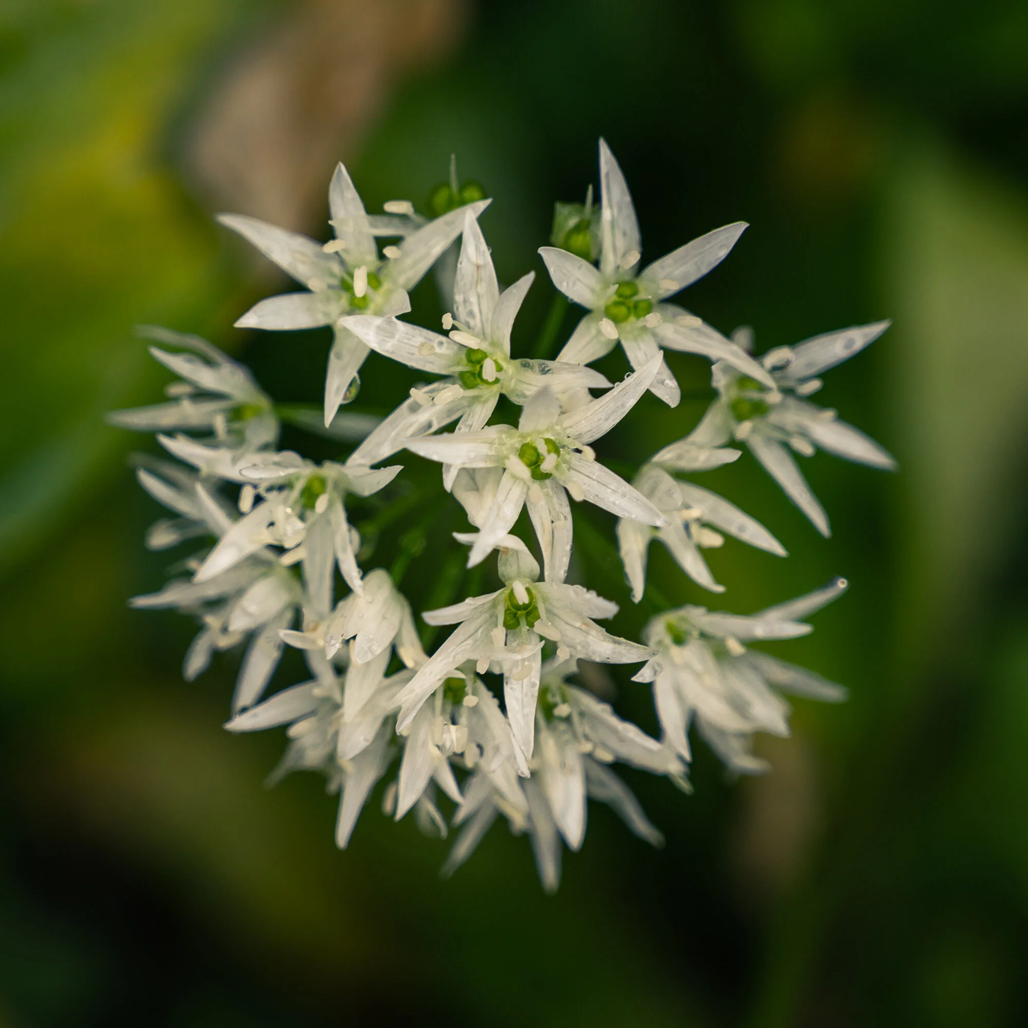 Landschaftsfotografie im Regen 2021 Auwald-9831.jpg