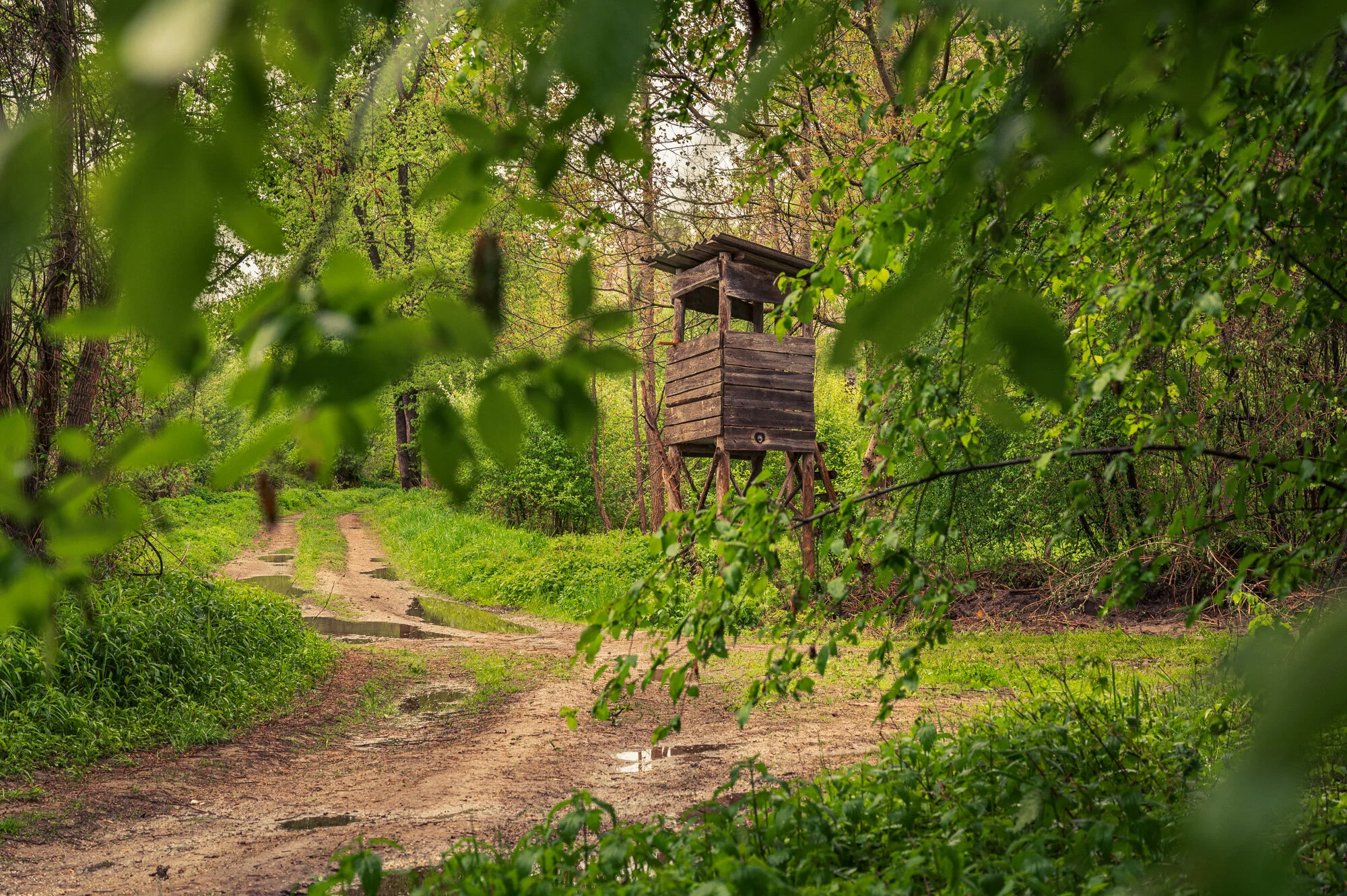 Landschaftsfotografie im Regen 2021 Auwald-9800.jpg