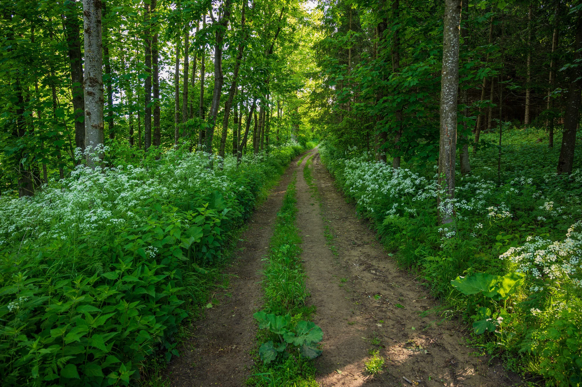 Frühling pur in Mauthausen-0688-3.jpg