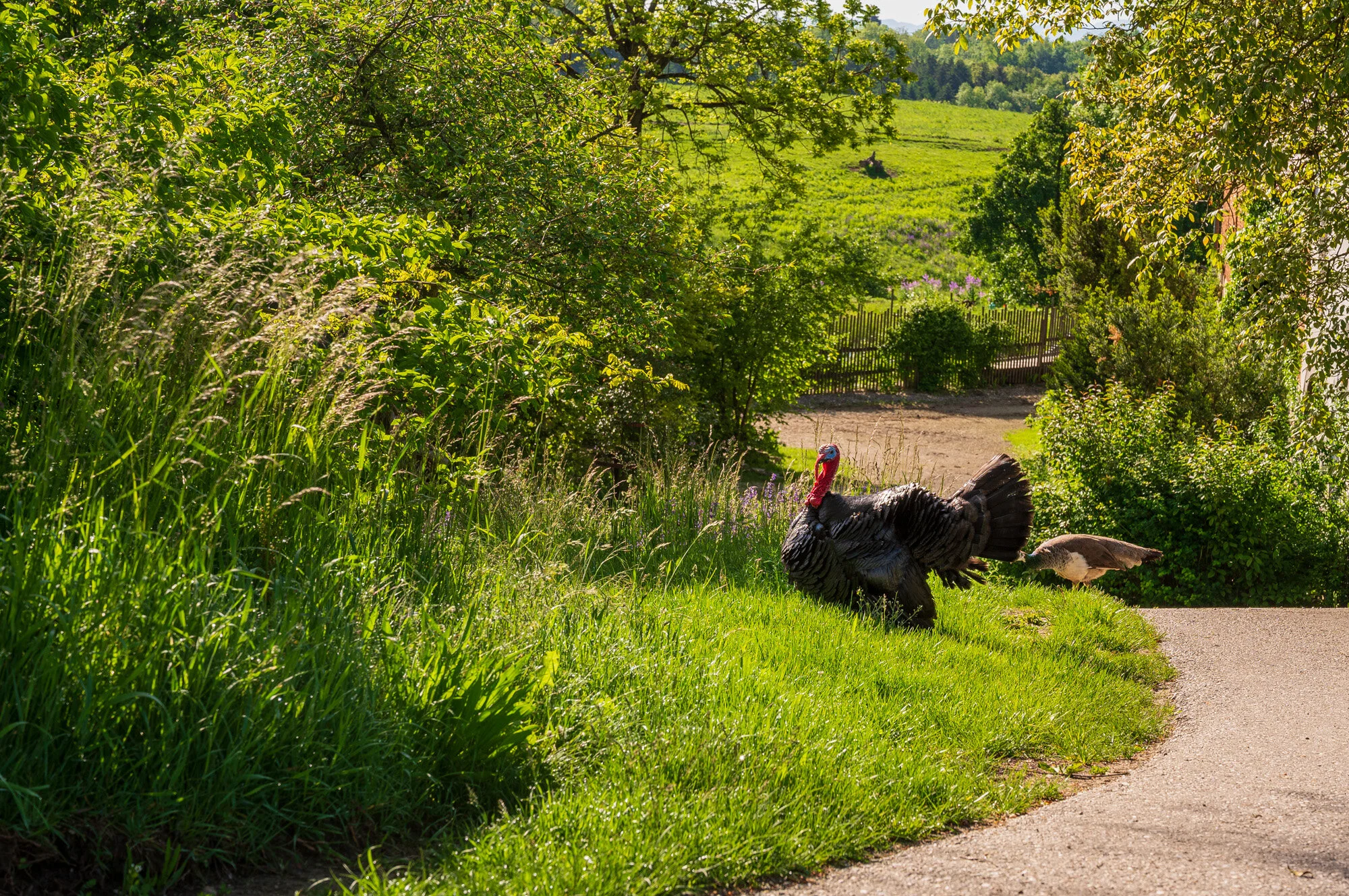 Frühling pur in Mauthausen-0733-1.jpg