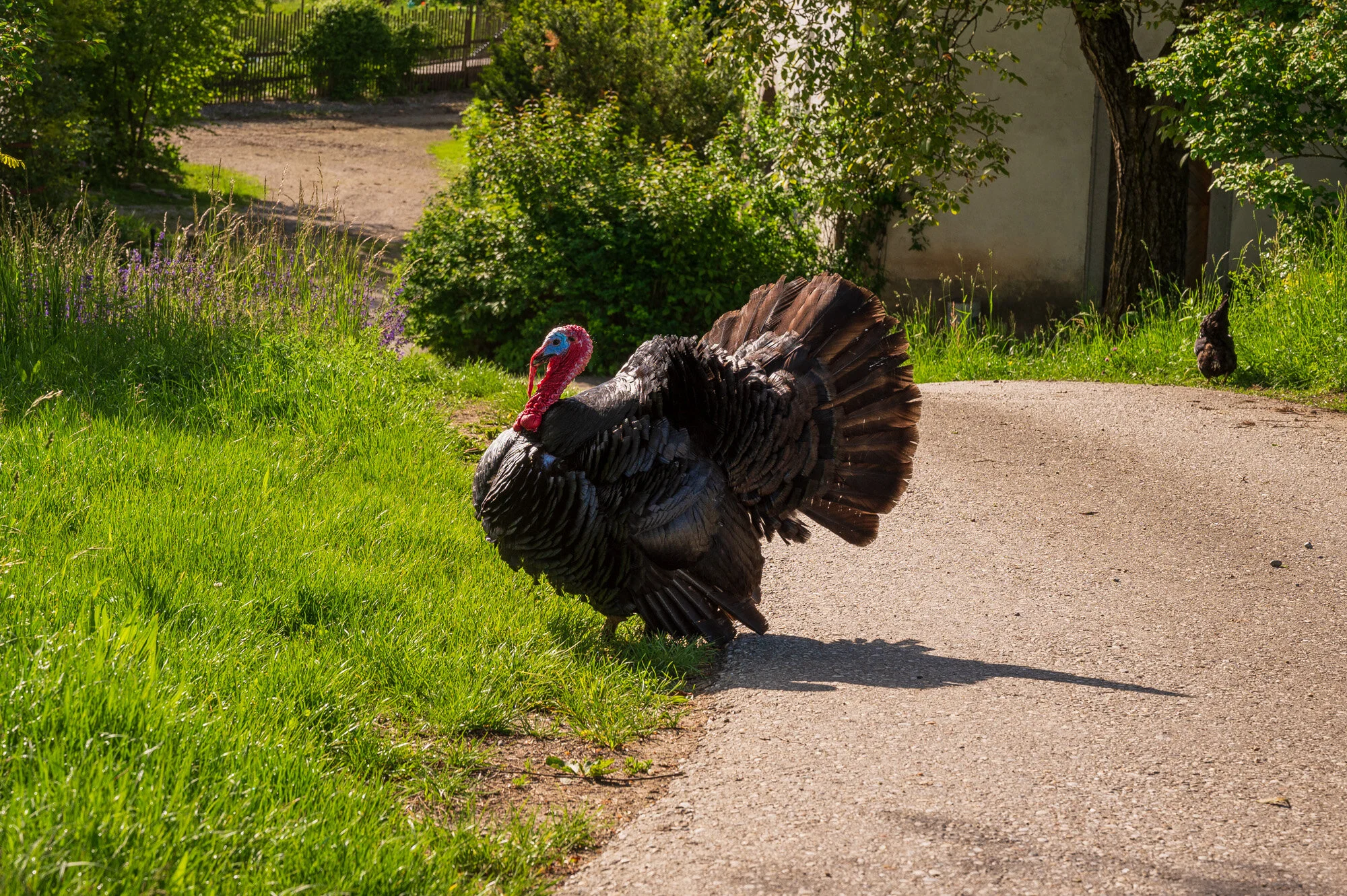 Frühling pur in Mauthausen-0738-3.jpg