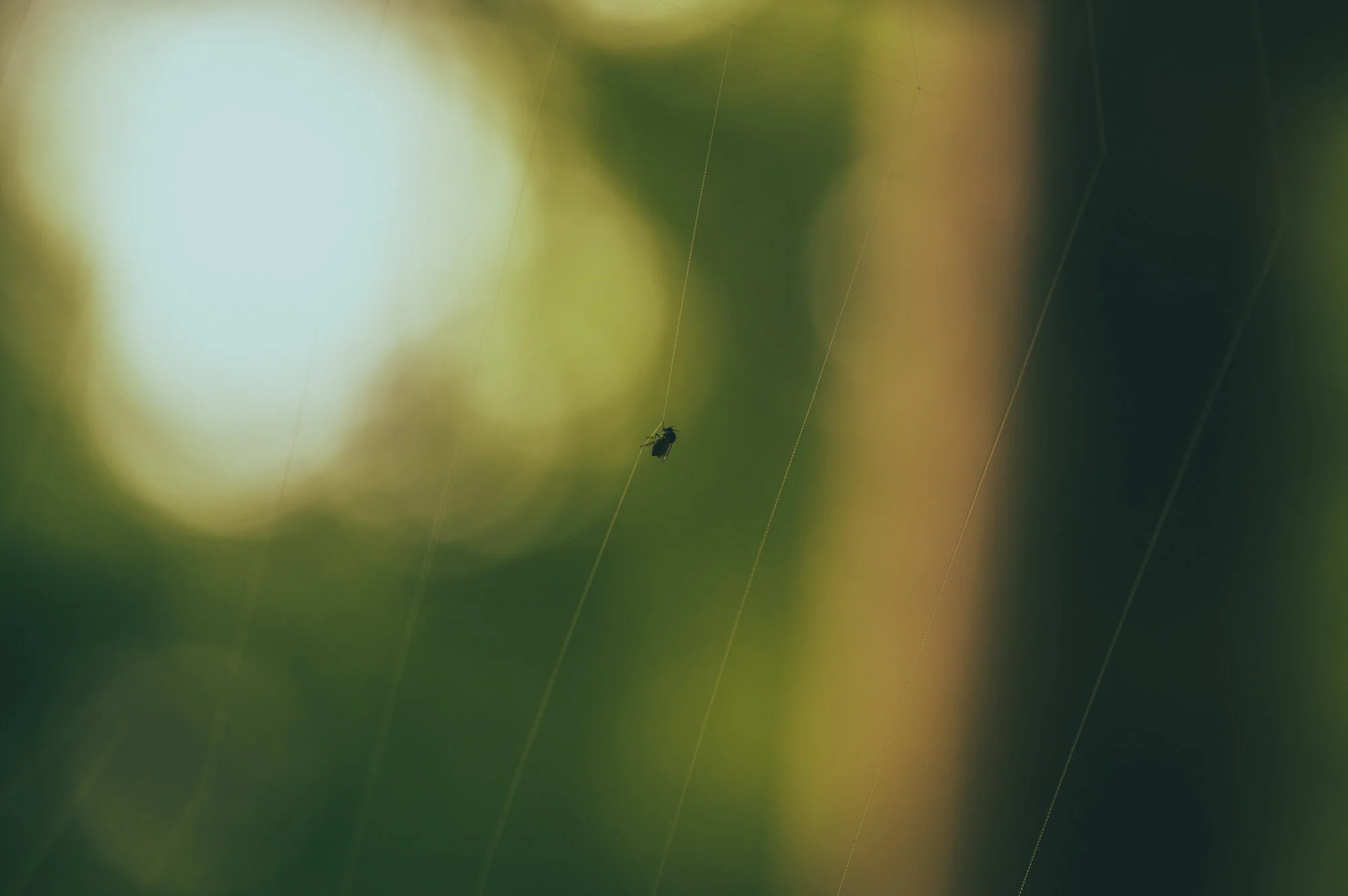 Makrofotografie bei Regen-1392-2.jpg