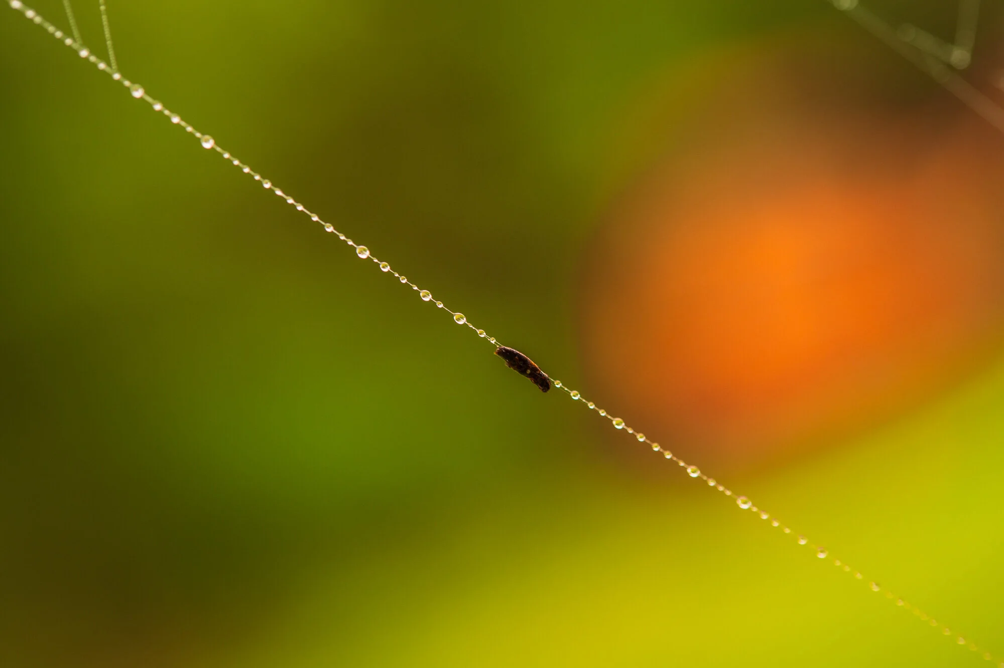 Makrofotografie bei Regen-1394-3.jpg