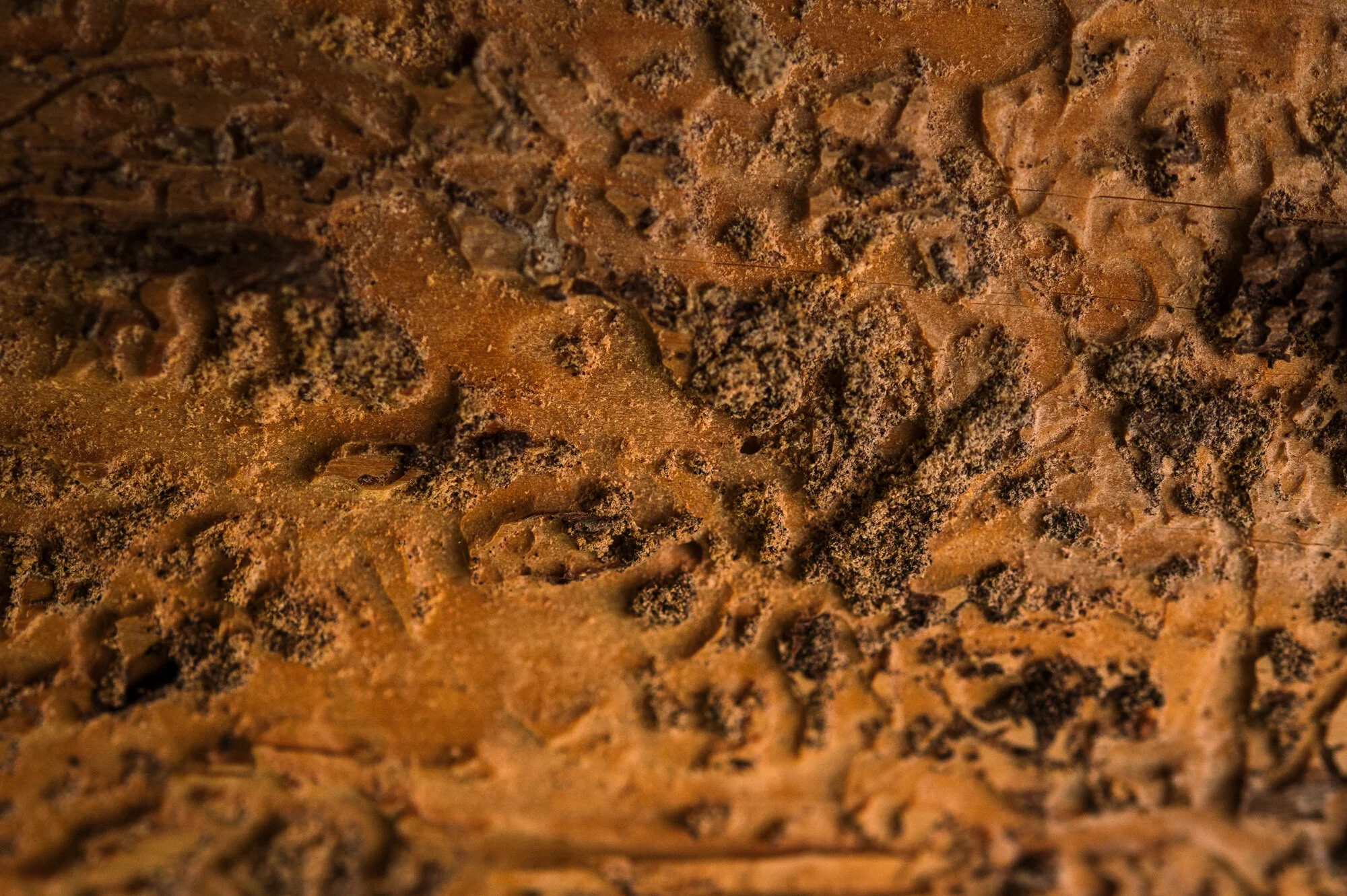 Makrofotografie bei Regen-1400-1.jpg