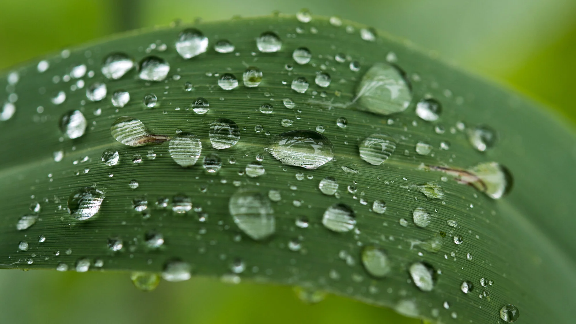 Makrofotografie bei Regen-1419-2.jpg