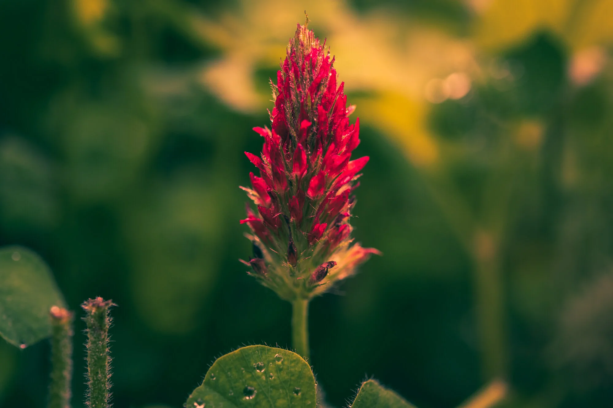 Makrofotografie bei Regen-1434-4.jpg