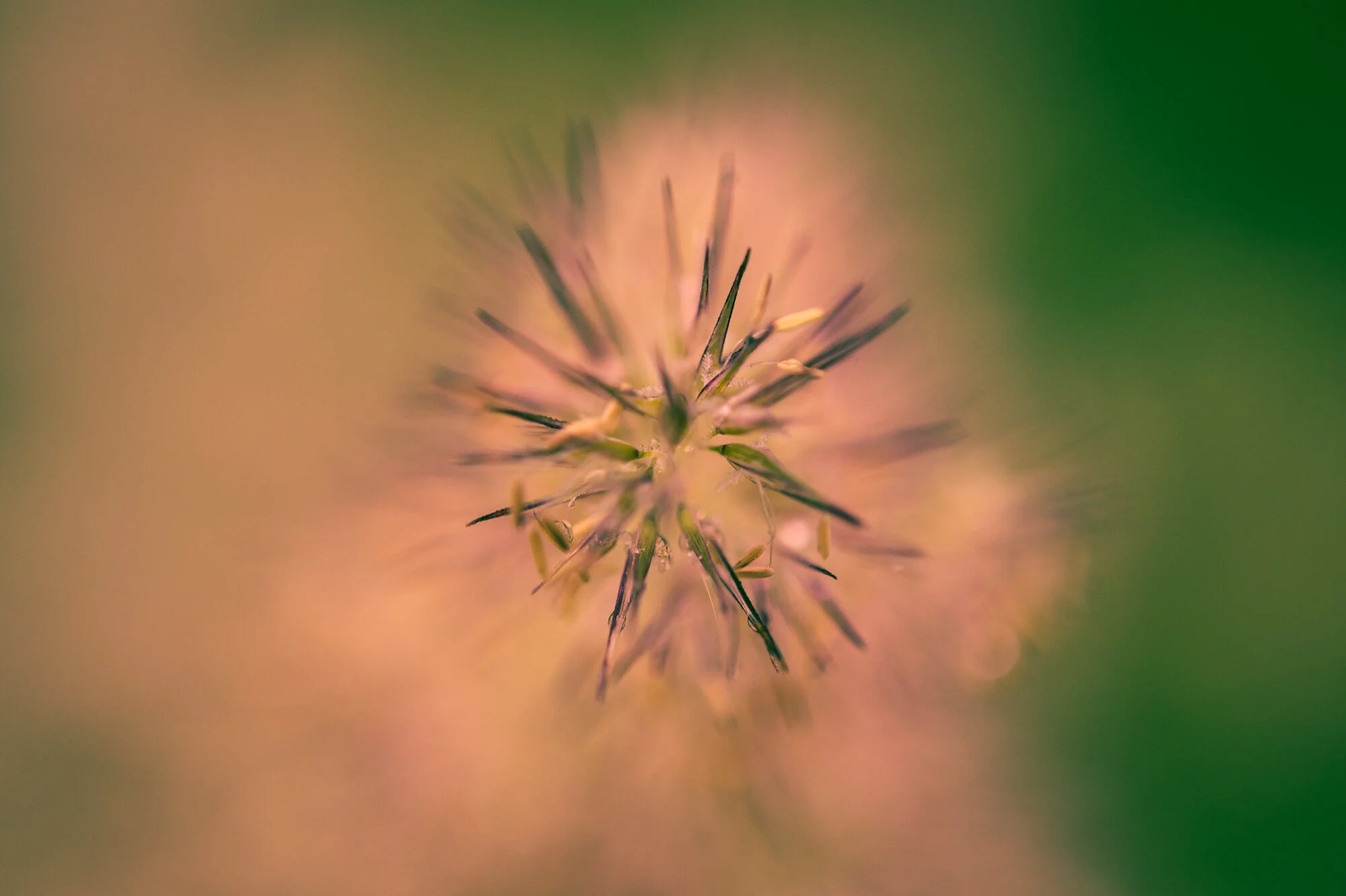 Makrofotografie bei Regen-1525-3.jpg