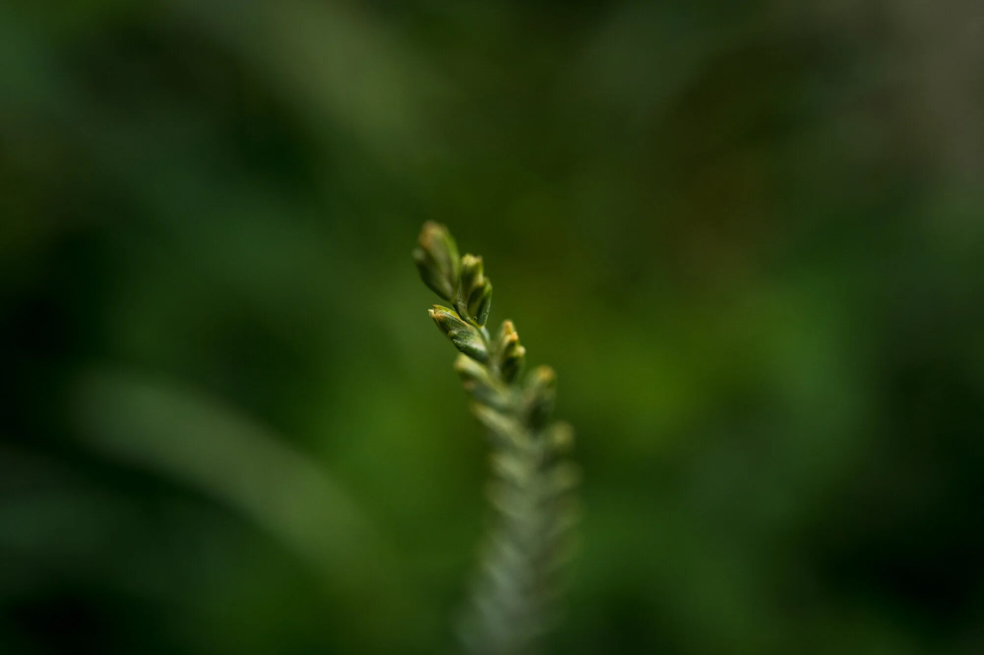 Makrofotografie bei Regen-1553-4.jpg