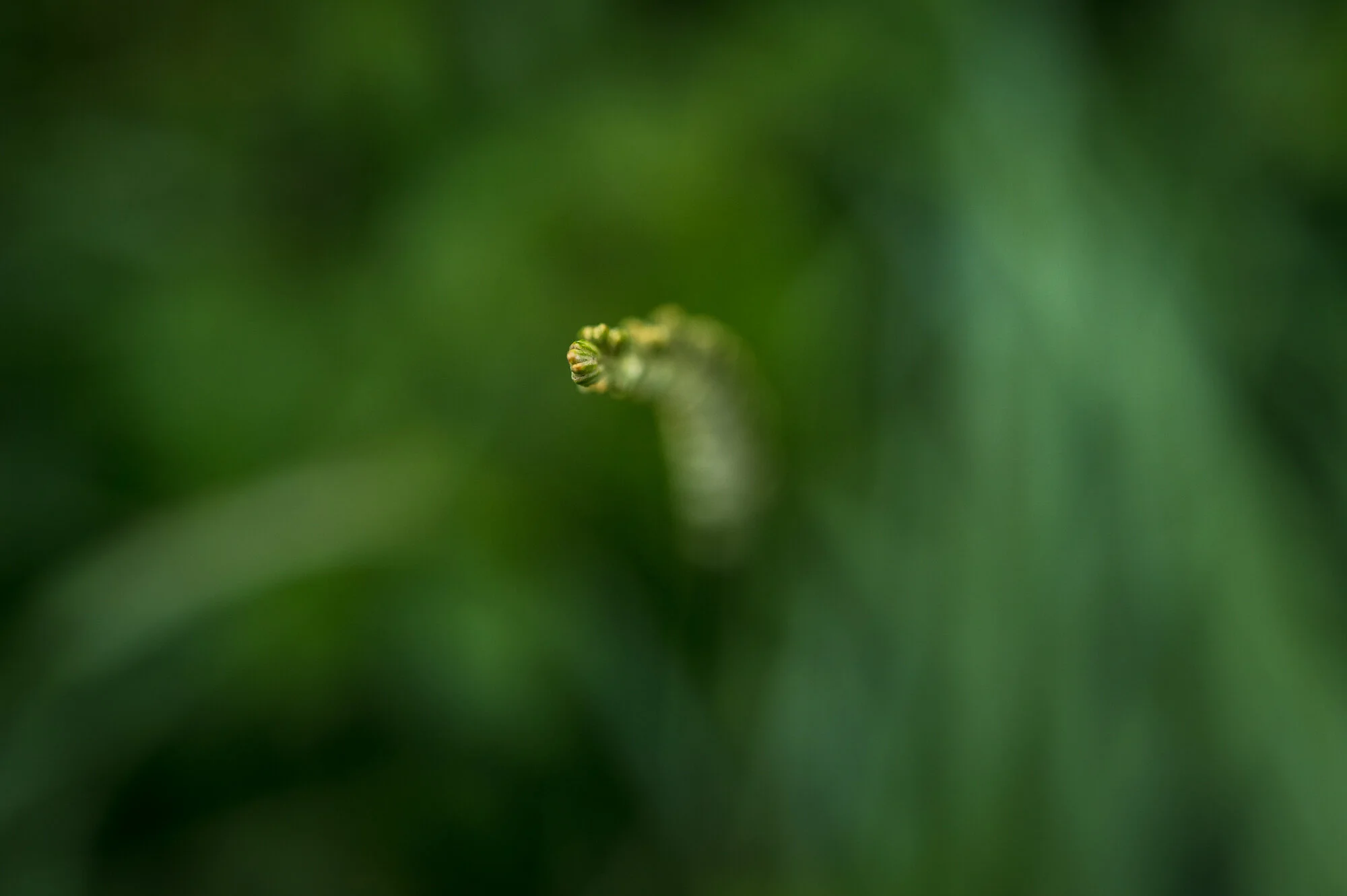Makrofotografie bei Regen-1569-5.jpg