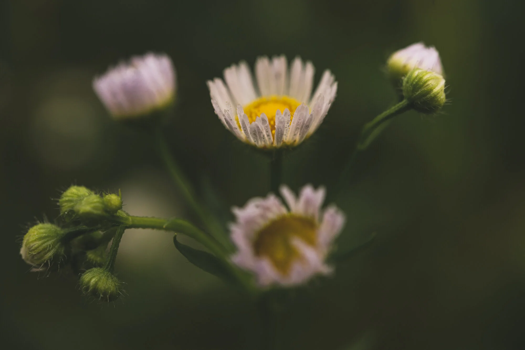 Makrofotografie bei Regen-1576-1.jpg