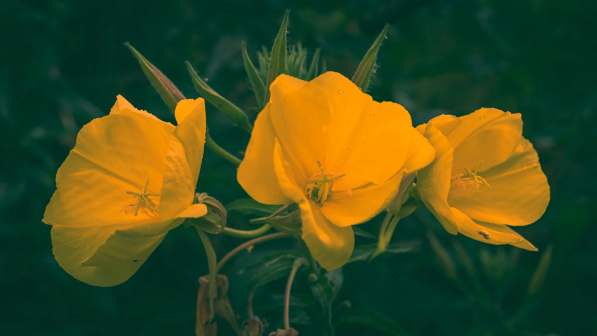 Makrofotografie bei Regen-1607-2.jpg