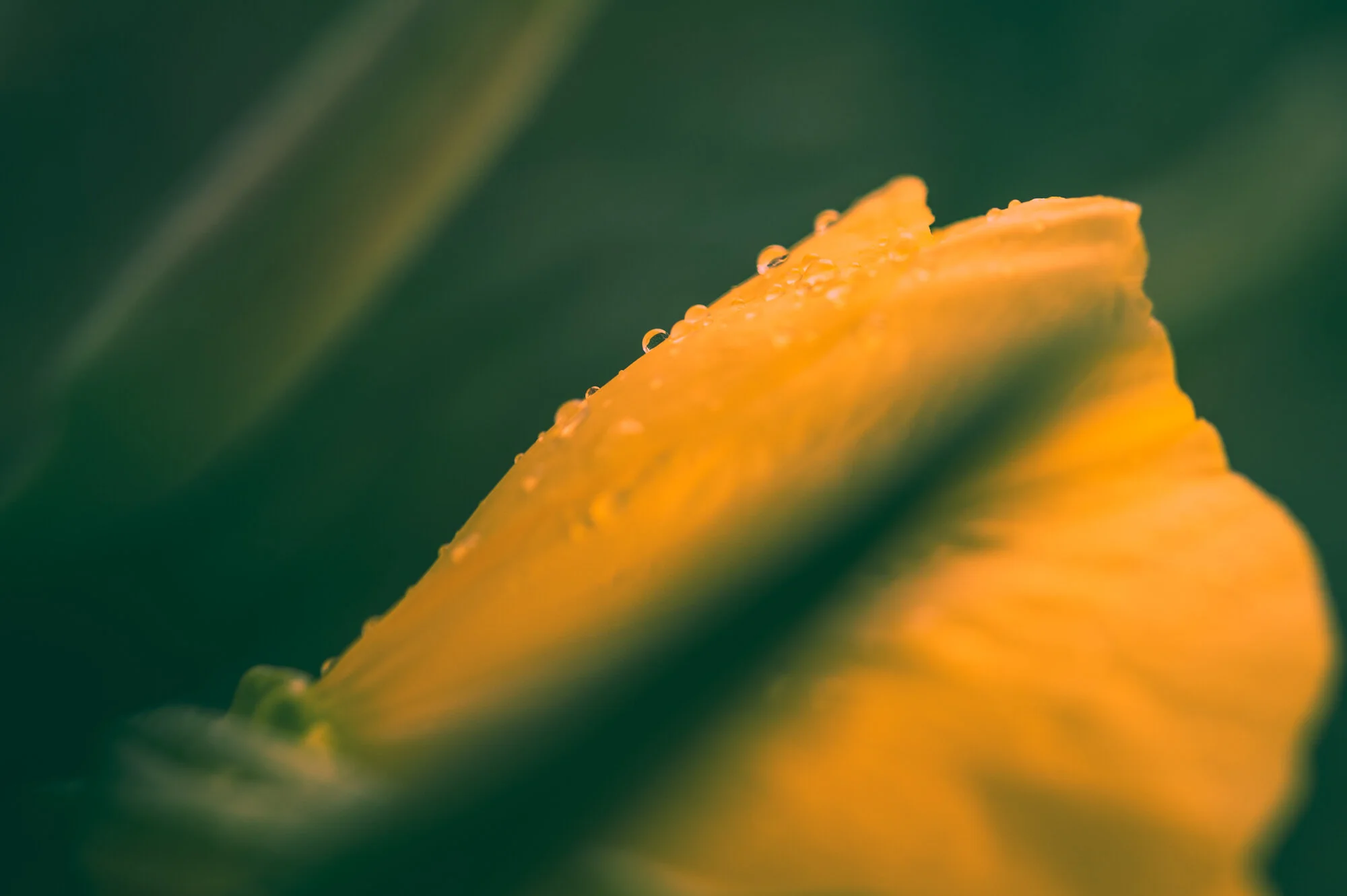 Makrofotografie bei Regen-1636-3.jpg