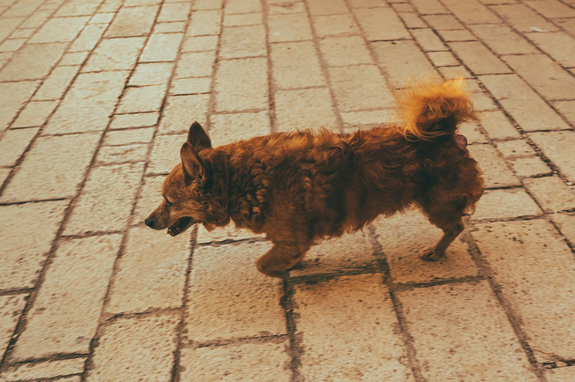 Rovinj 2021-2435-3.jpg