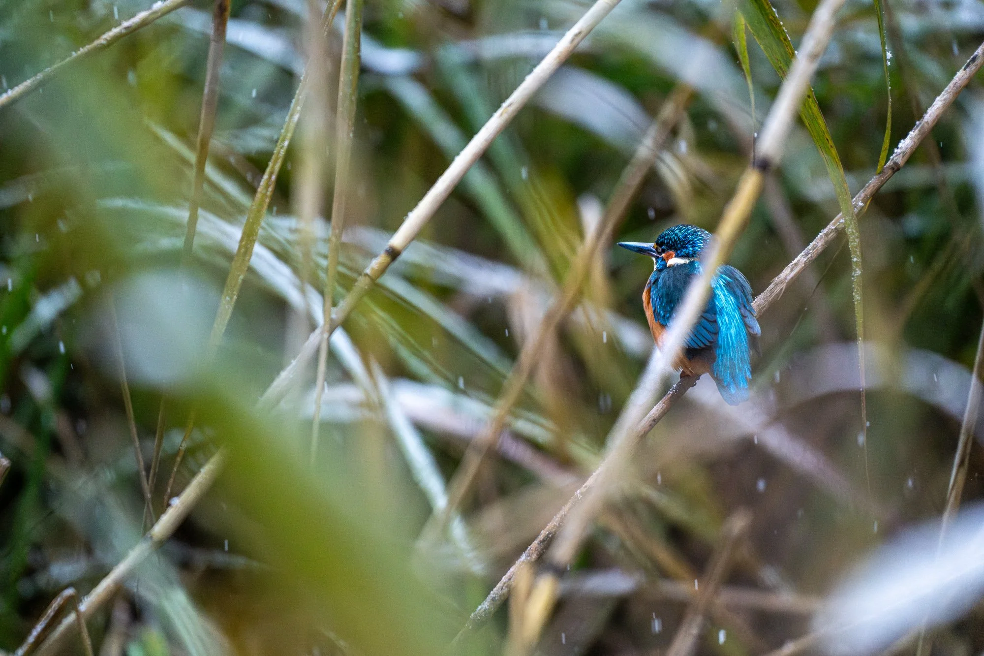 Eisvogel im Winter in den Donauauen