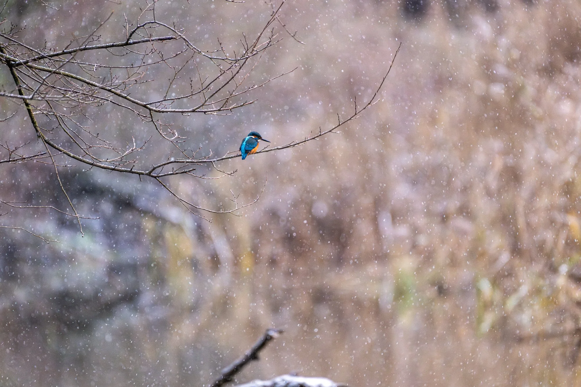 Eisvogel im Winter in den Donauauen