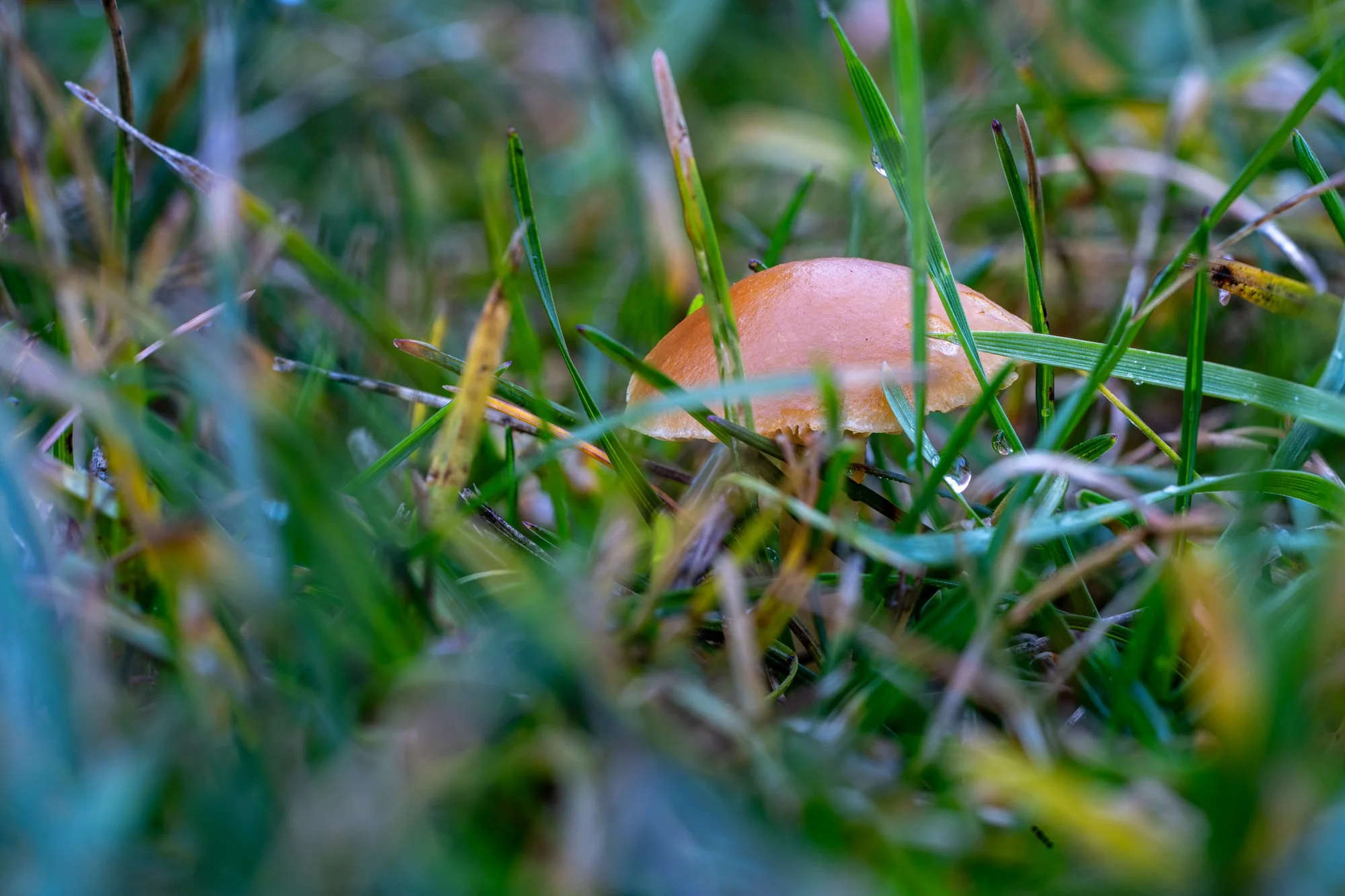 Makrofotografie im Regen-0363-Bearbeitet.jpg