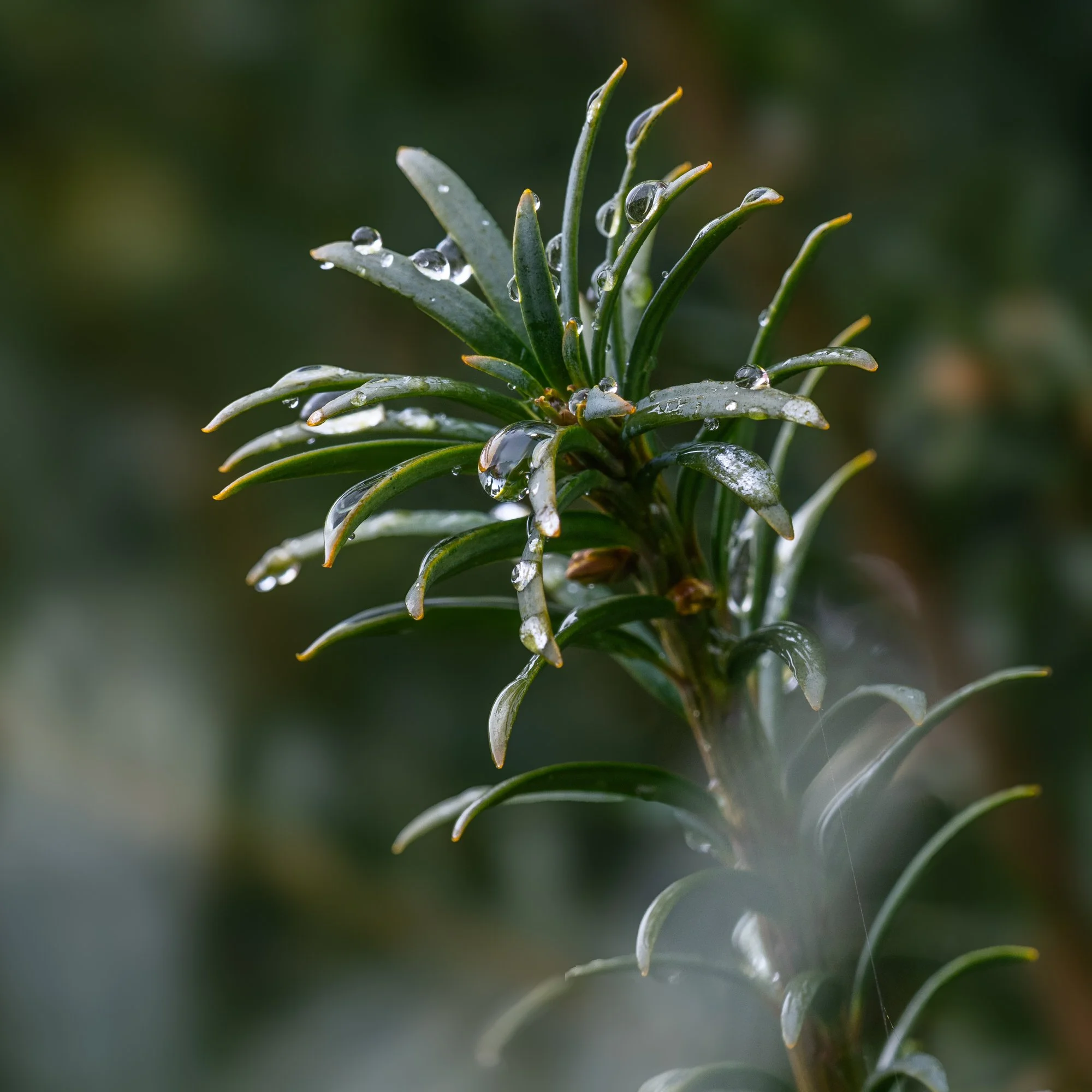 Makrofotografie im Regen-0406.jpg