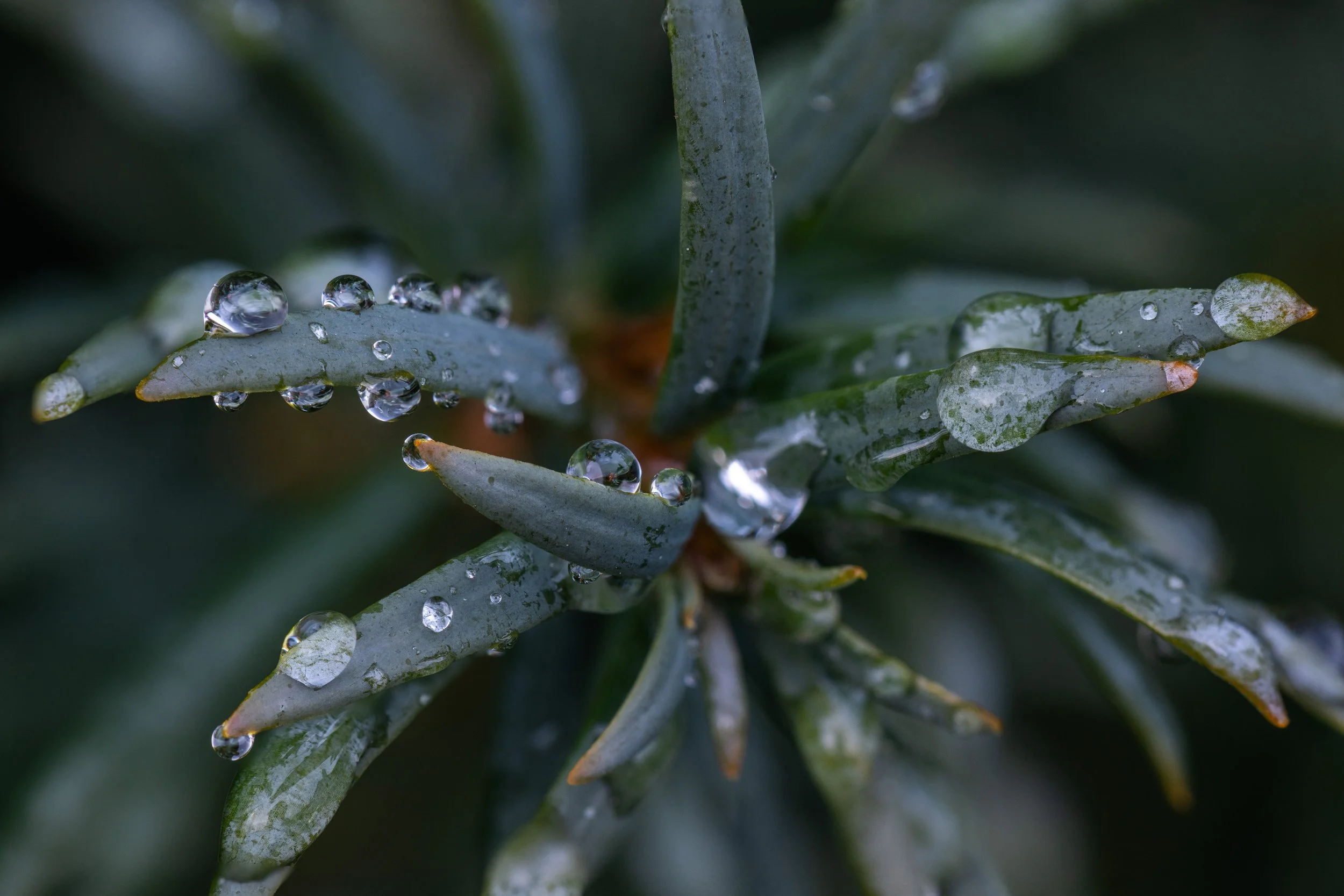 Makrofotografie im Regen-0394.jpg