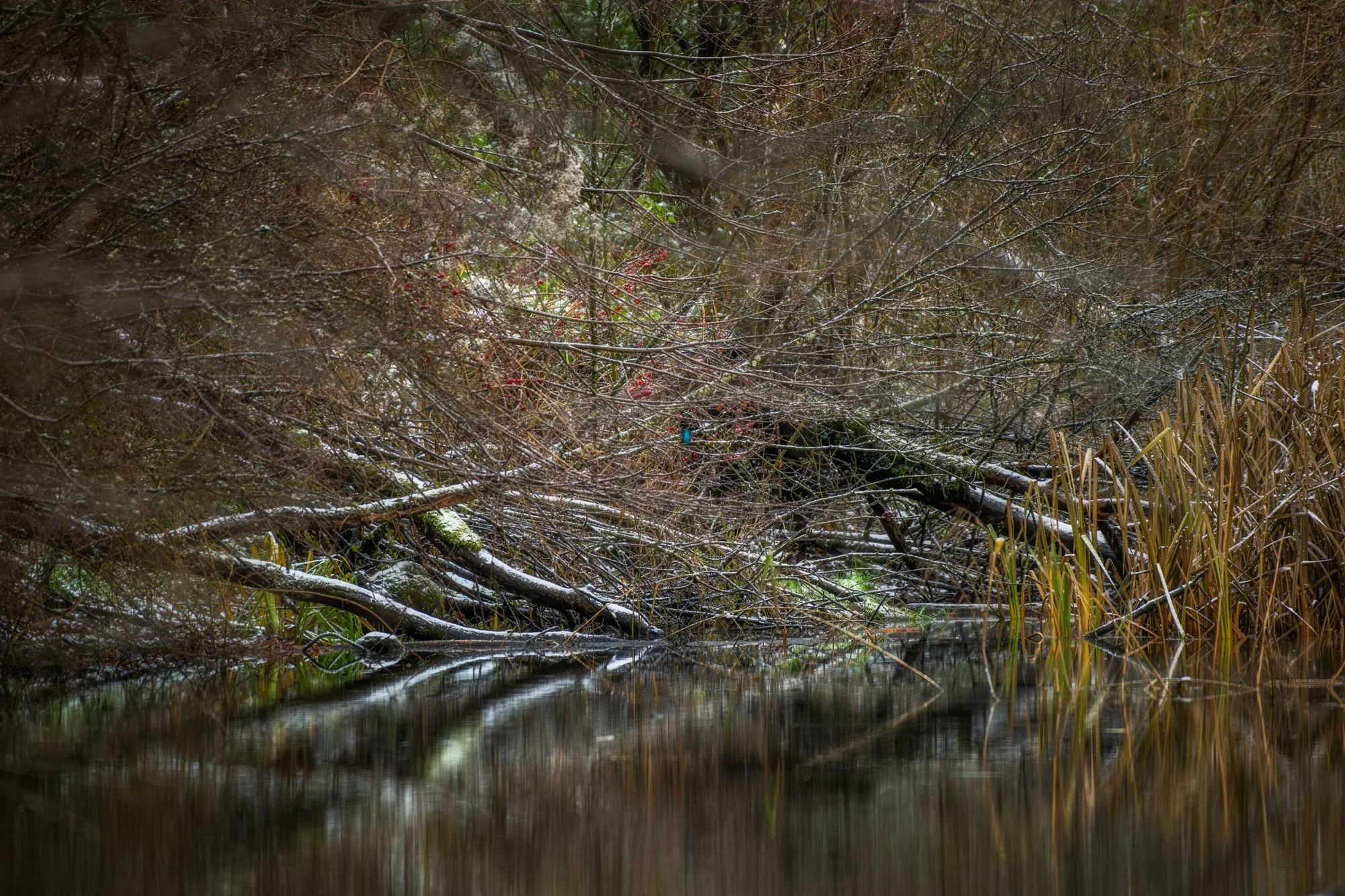 Eisvogel im Winter in den Donauauen