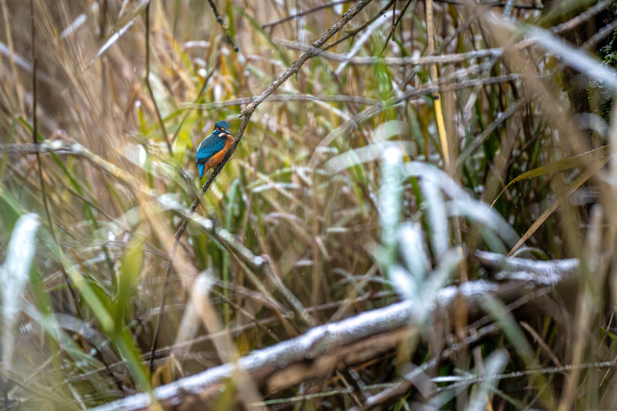 Eisvogel im Winter in den Donauauen