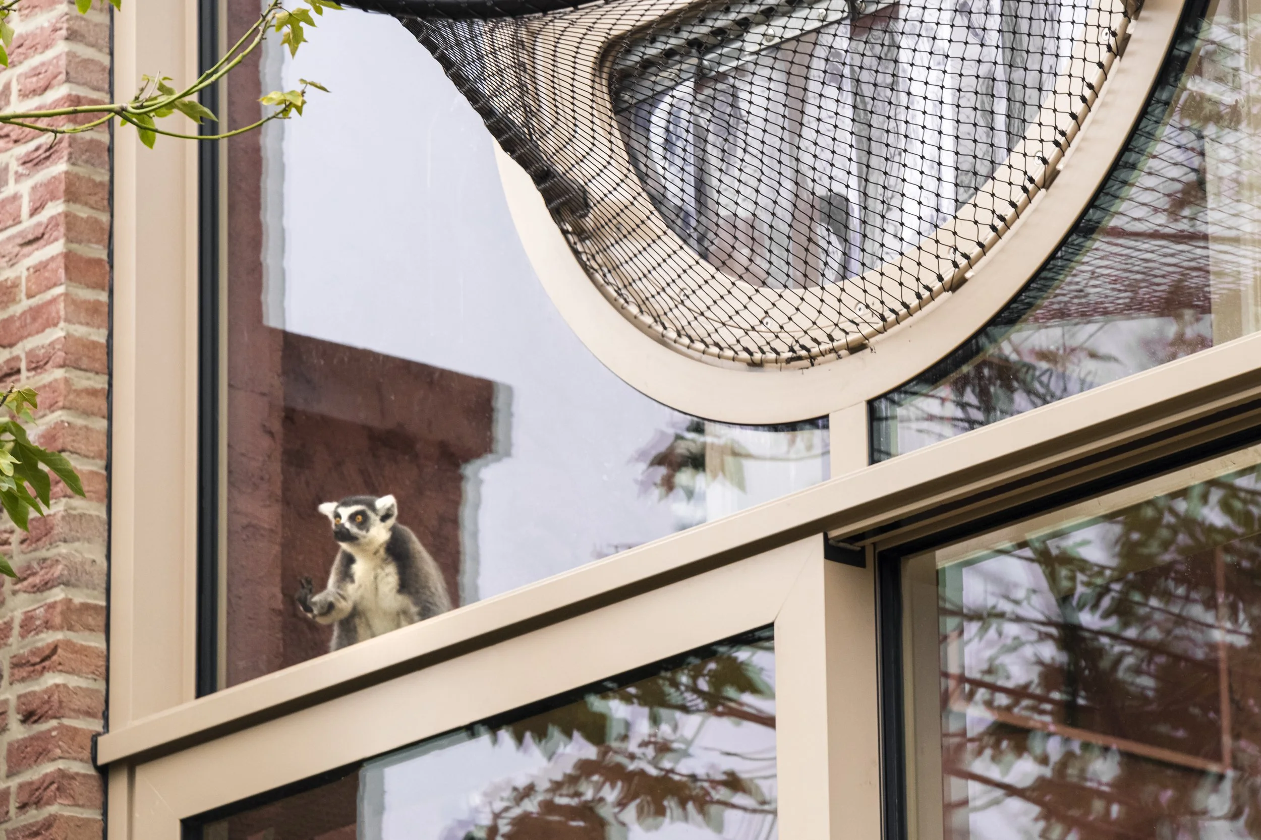 Het Kerbertterras Artis