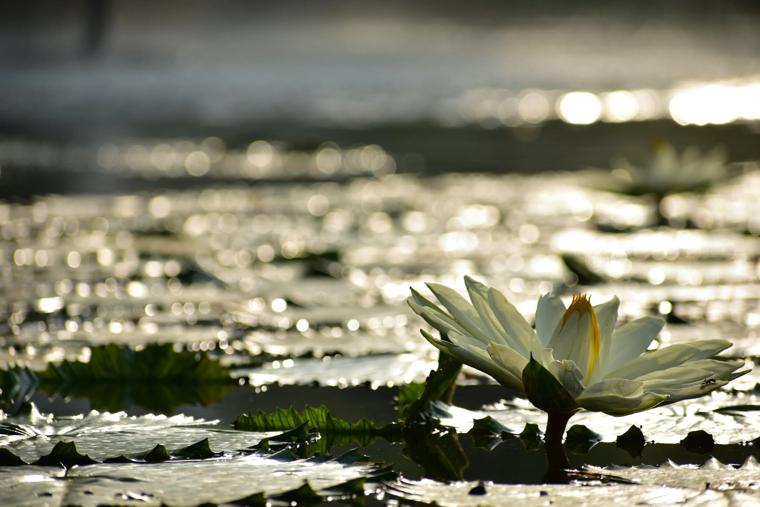 image of a lily on the water at dusk