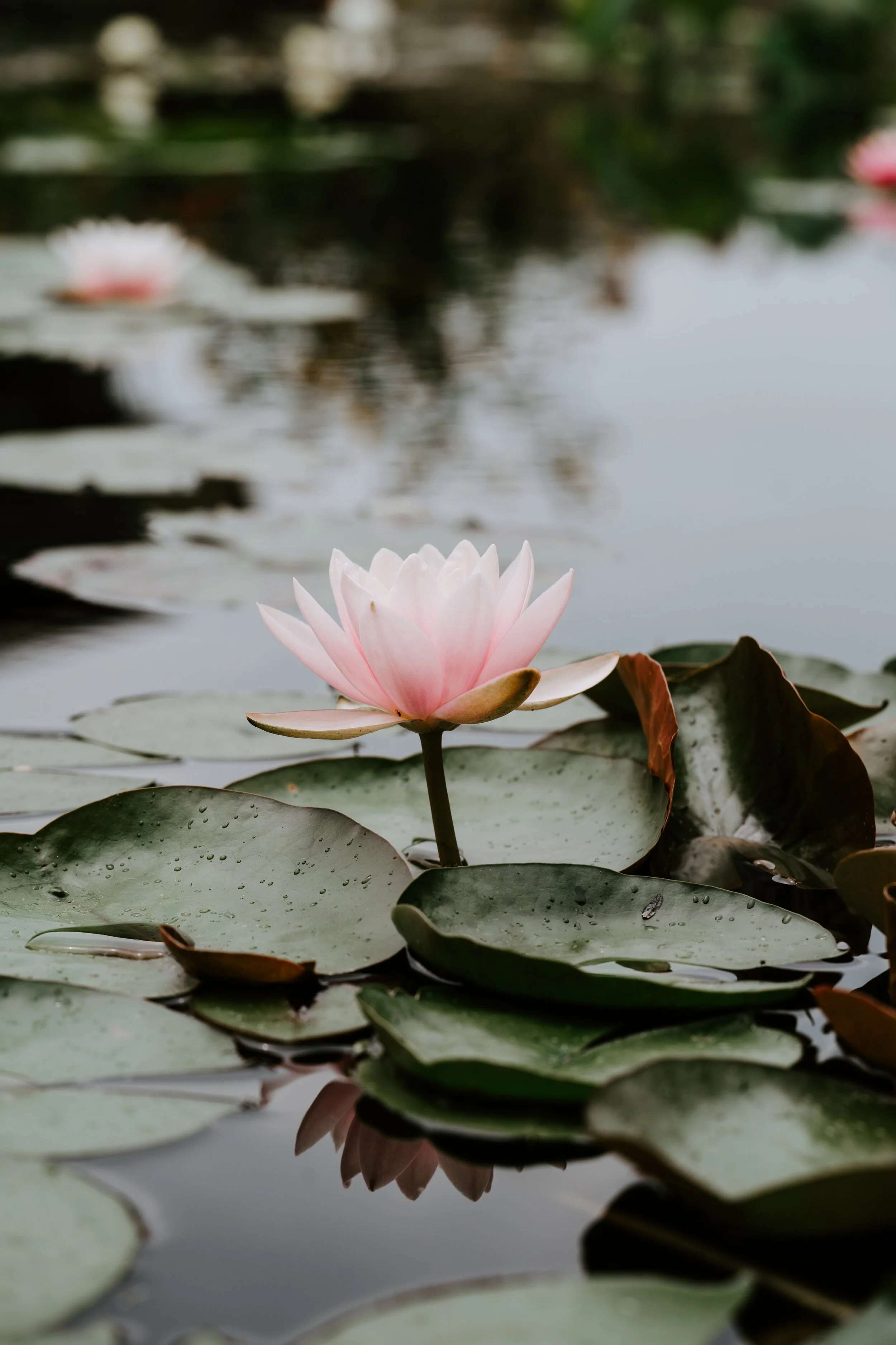 xuan-nguyen-rDcQdhGBNPo-unsplash.jpg