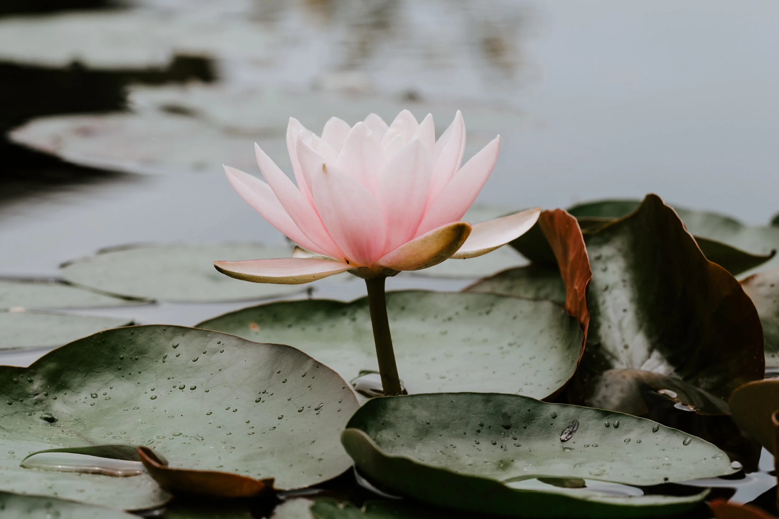 pink lily on a pond reflects what the expectations are of each session