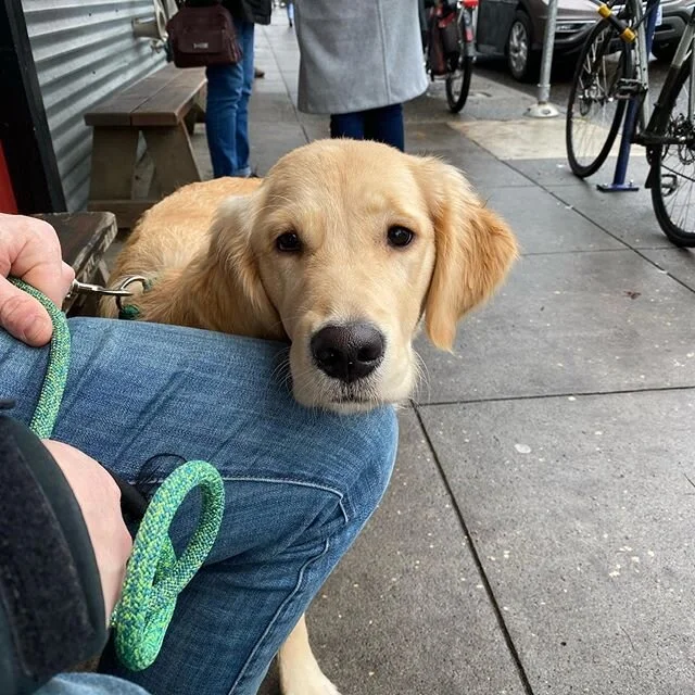 sweetdog.jpg