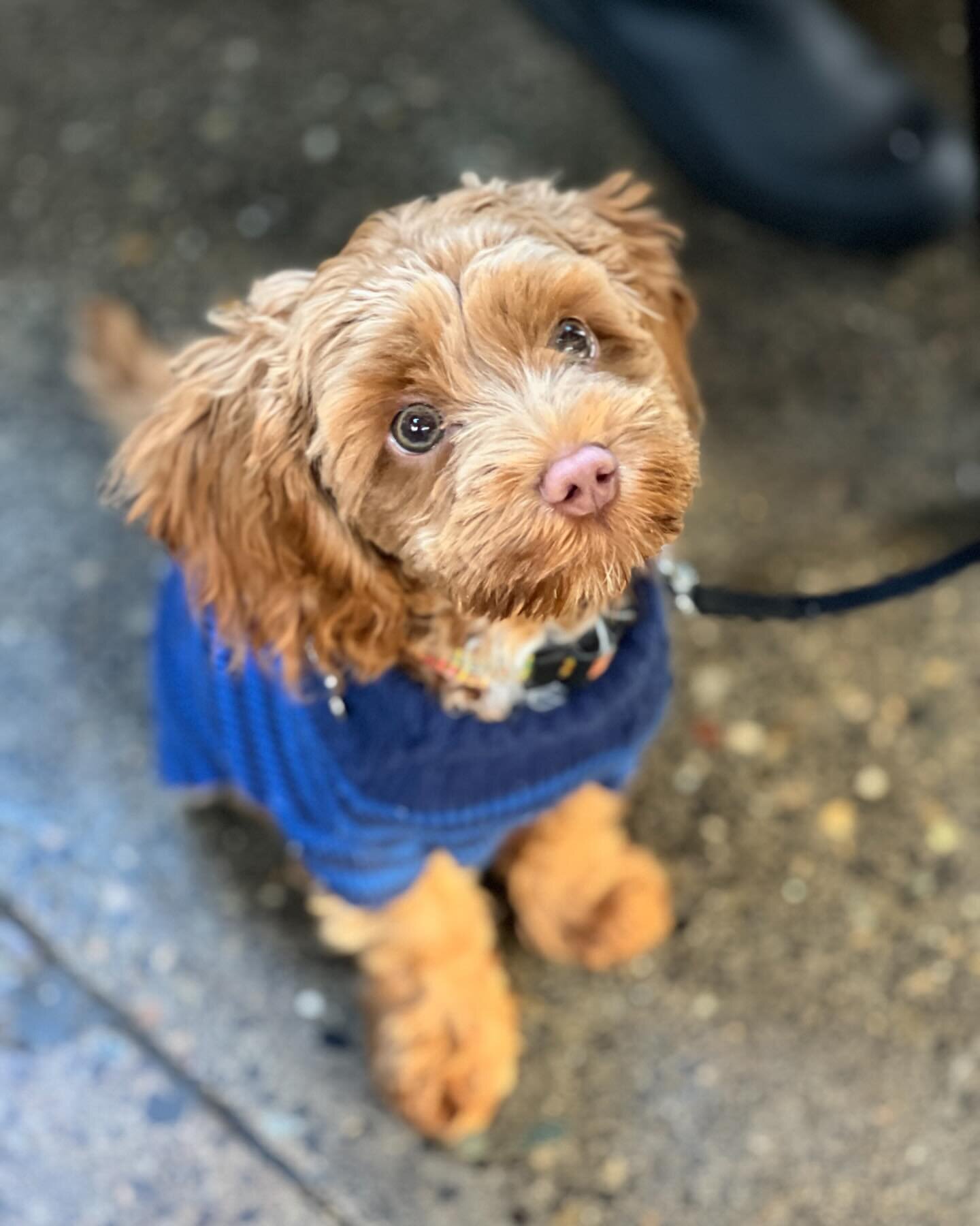 Hey friends! I bet y&rsquo;all have been waiting for more cute doggy pics from the Tin Shed! This just never gets old, right?! Best. Part. Of. The. Job. And that is saying a lot cause we love working here ❤️

#tinshedgardencafe #portlandbrunch #dogso