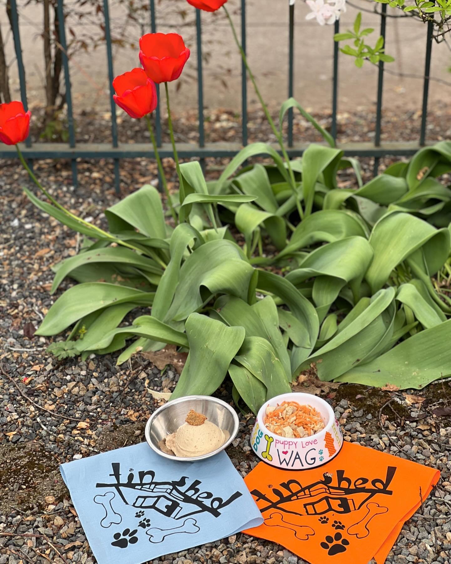Next time you bring your sweet pooch in consider ordering them a Fido Food (chicken and sweet potato) or Doggie Ice Cream (peanut butter, banana and yogurt) off the doggy menu 🐶 

AND if you purchase a doggie bandana you will not only get half off o