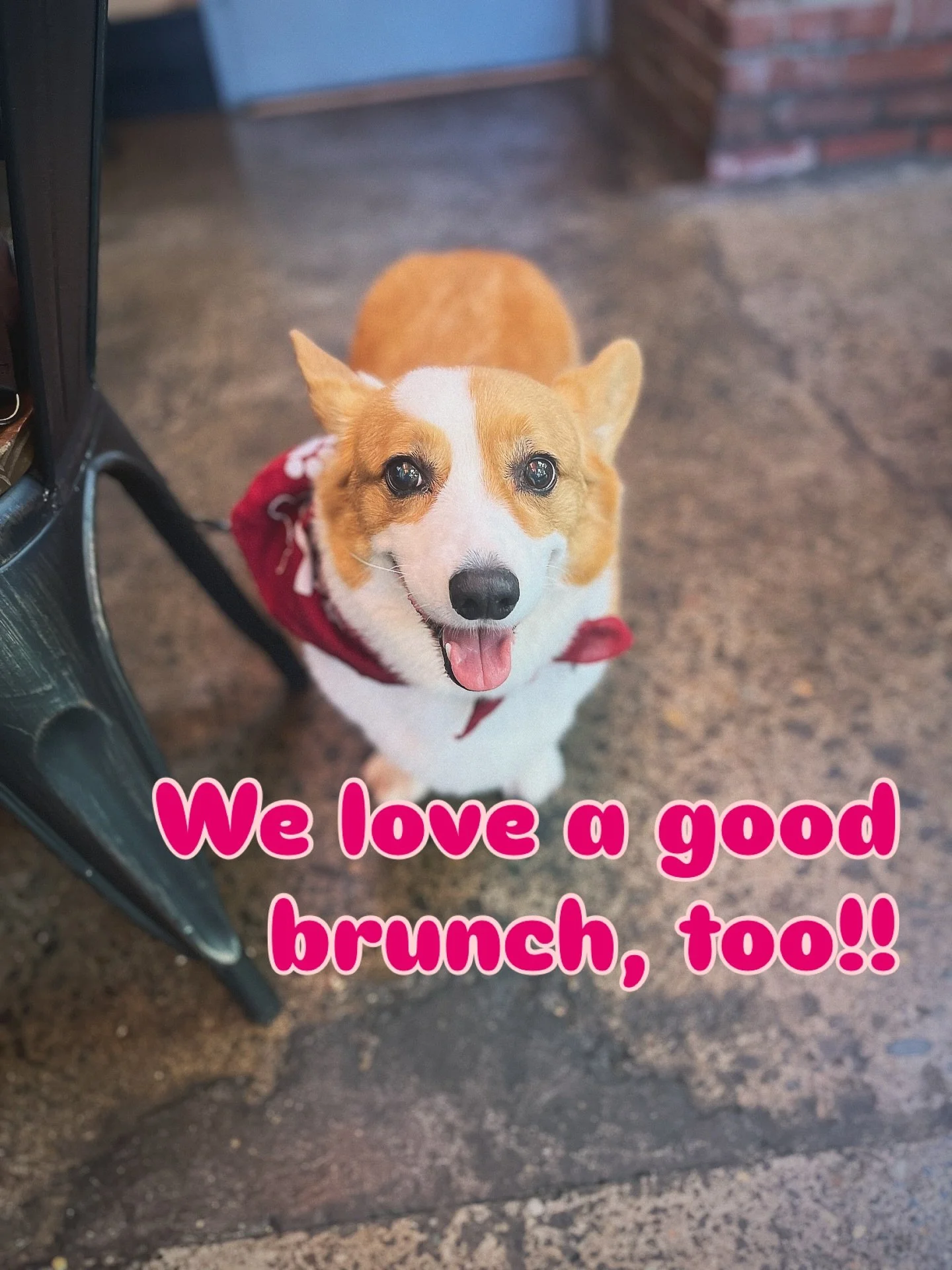 The Tin Shed is my favorite place to brunch with my friends and family! Everyone is so nice! And plus I get to eat a little breakfast, too! My family is always trying to decide whether it&rsquo;s a good idea to take me along&hellip; so much FOMO on m