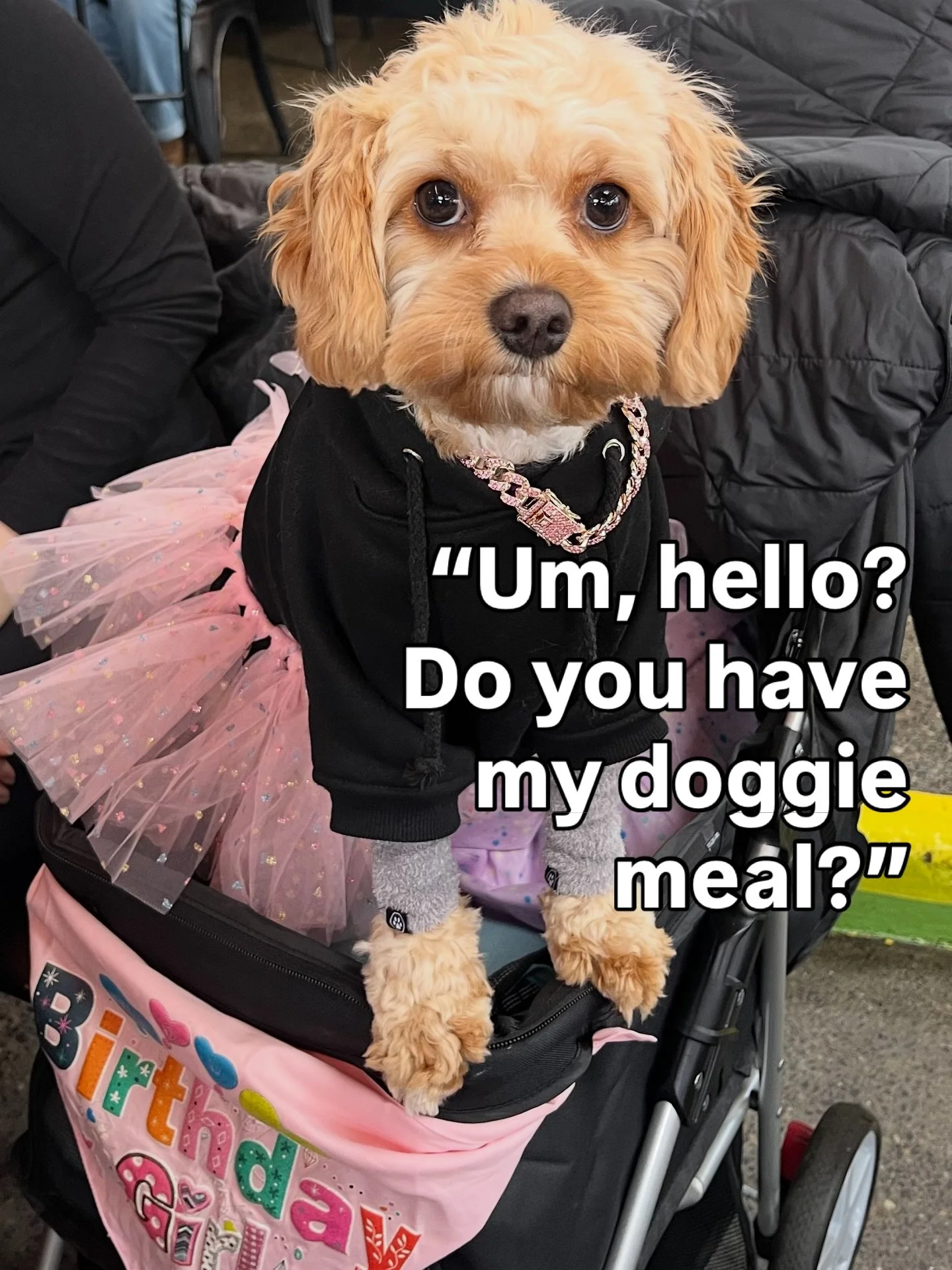 Betty Chicken Nugget at Tin Shed Garden Cafe on her birthday&hellip; a little sweetie&hellip; with expectations @tinshedgardencafe #doggiebirthday