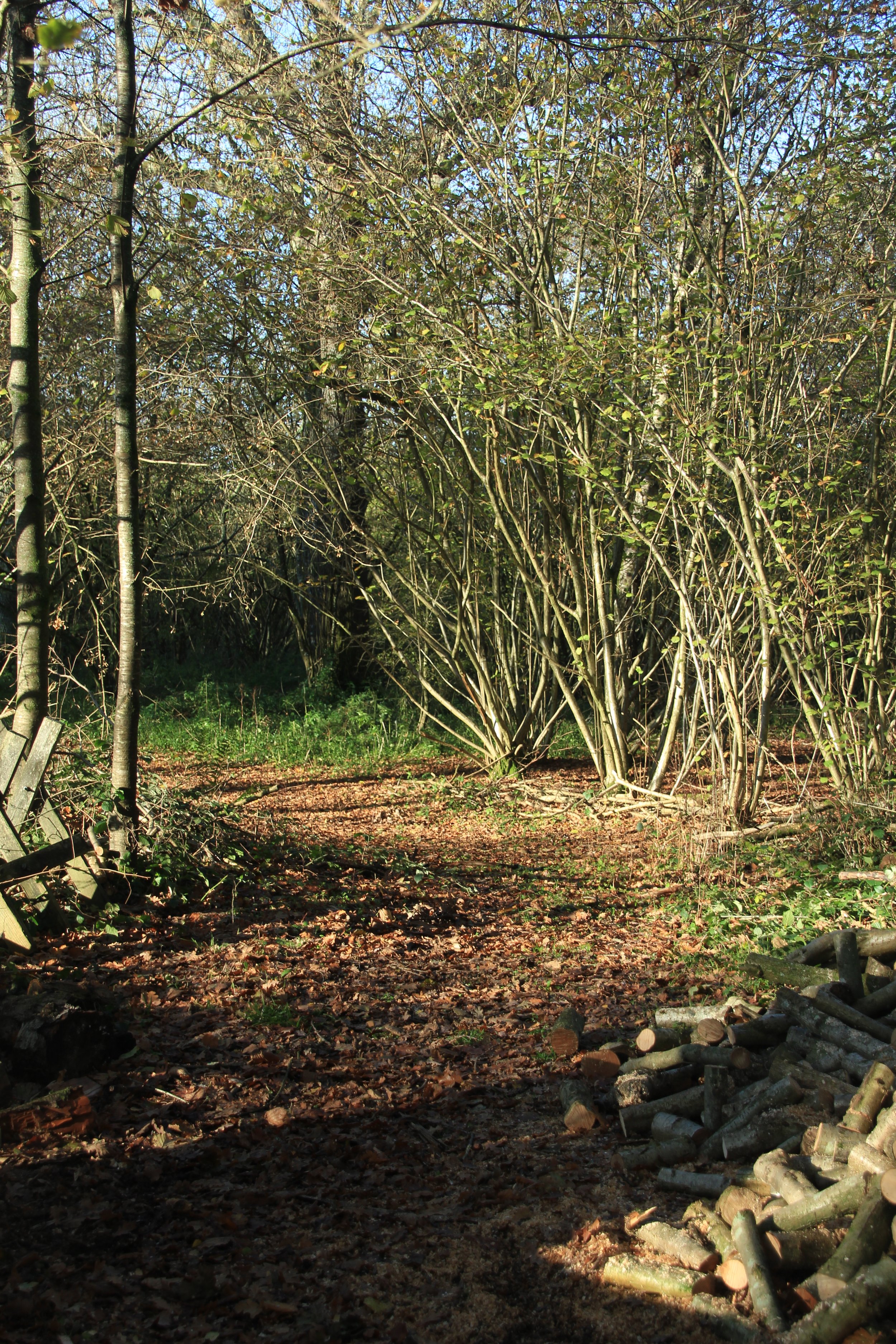 Love Letter to the Land - Hazel Structures in the Garden