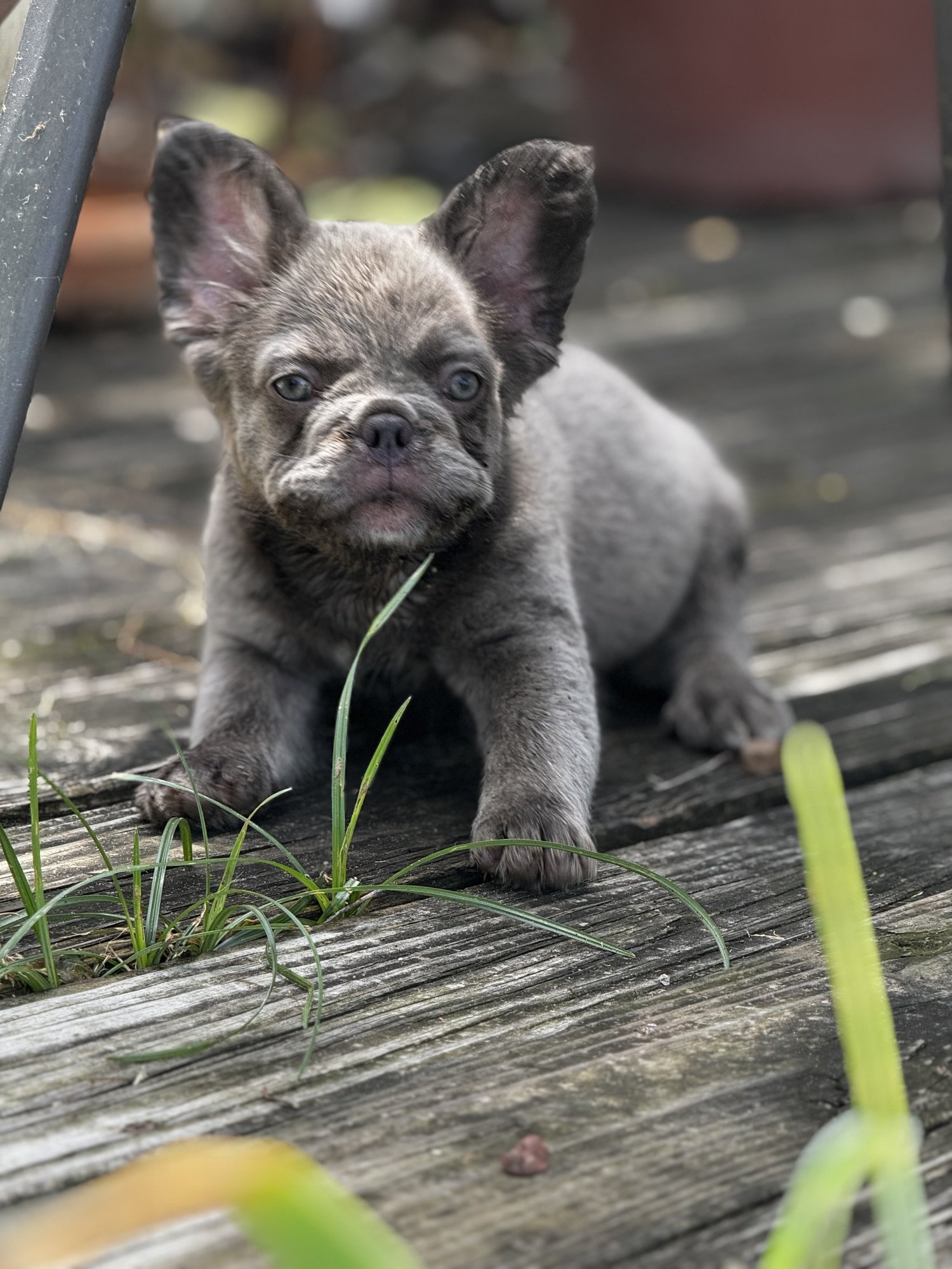 Discover Healthy and Adorable Pets for Sale in Dallas