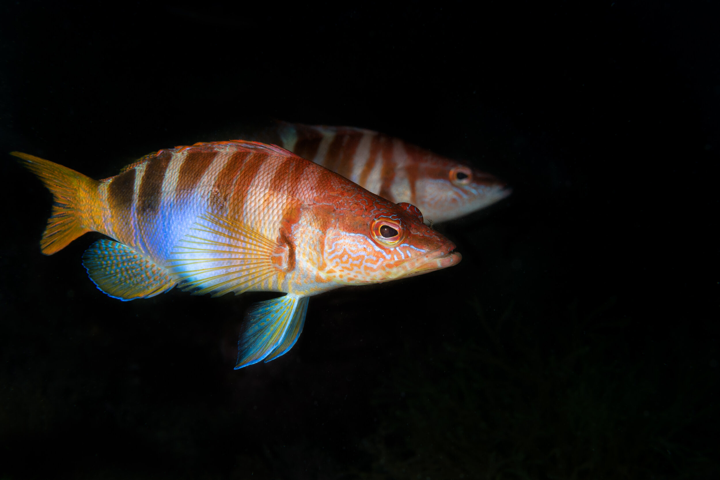 A pair of painted comber swimming next to the camera.