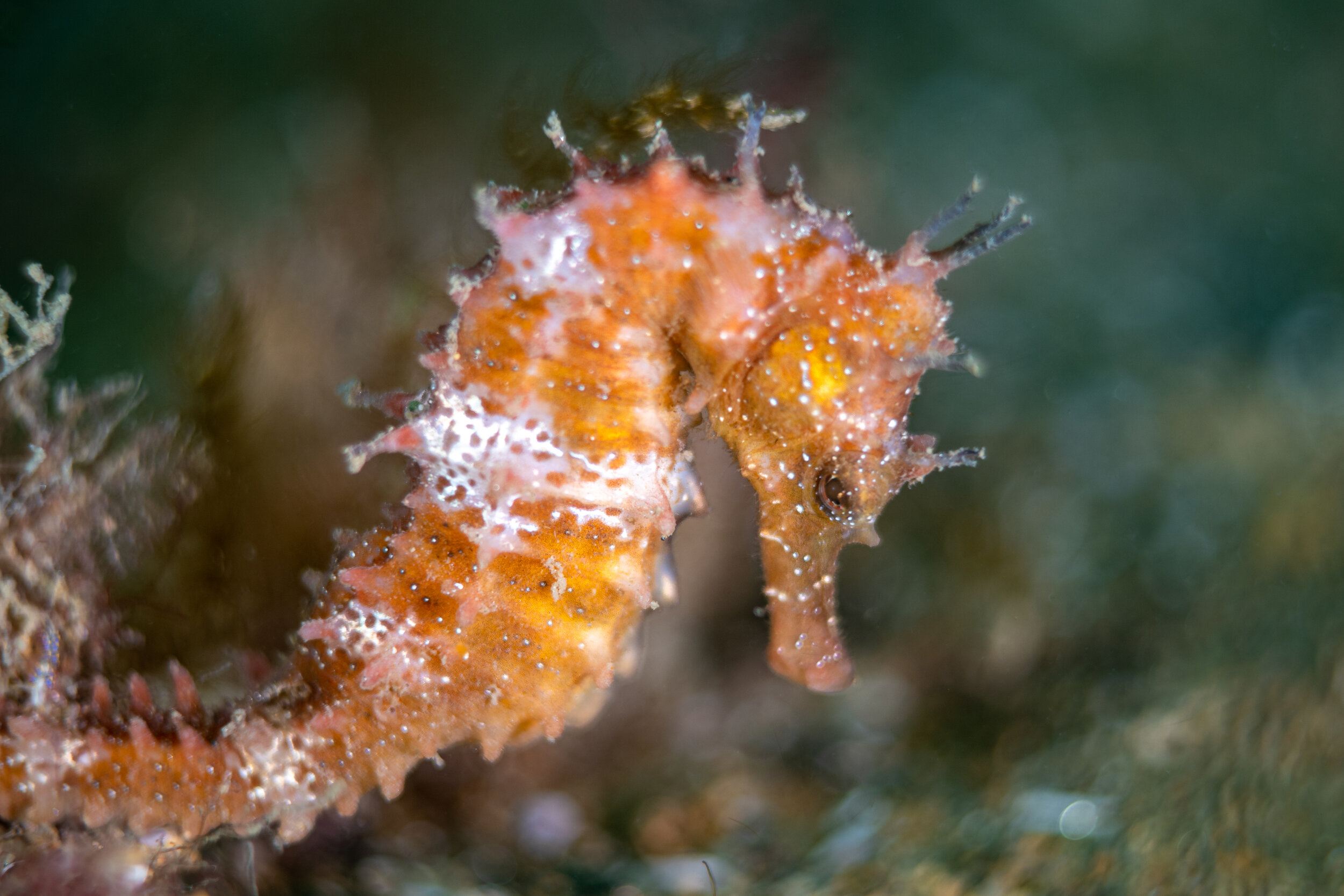 Seahorse looking down to the sand to camouflage better with the seaweed.