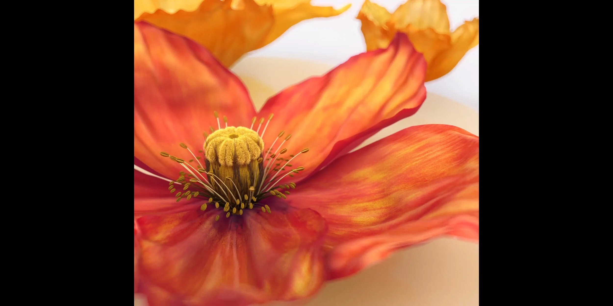 Screenshotter--DavidJonesFlowerShowWSfromTheSequenceGrouponVimeo-010.jpg