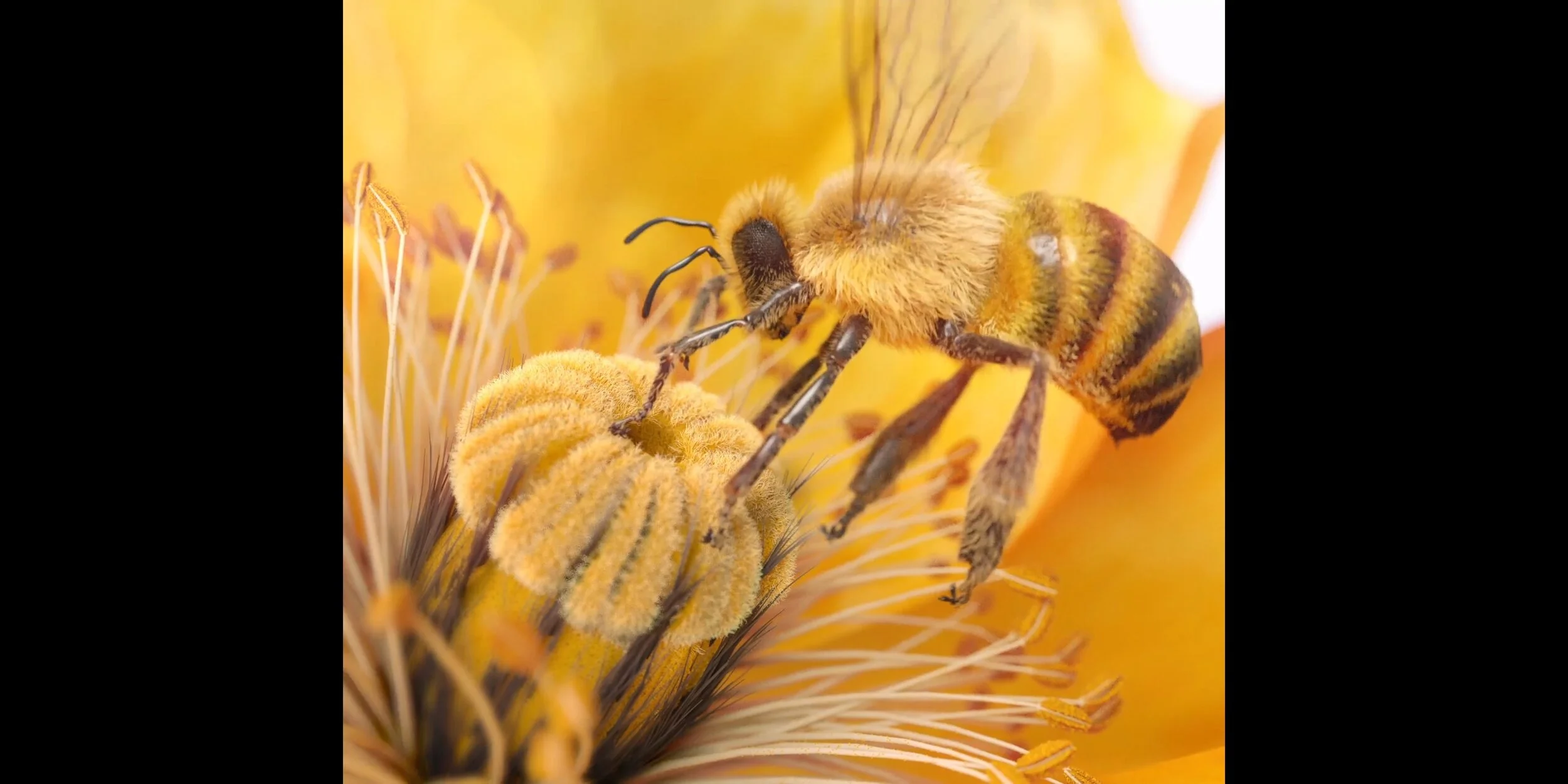 Screenshotter--DavidJonesFlowerShowWSfromTheSequenceGrouponVimeo-025.jpg