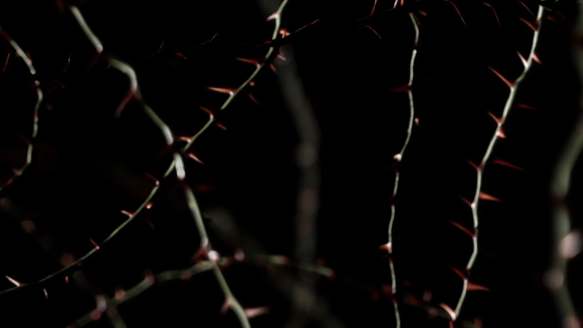 Everything_Always_2024_Reel_Edit_v02 (00550).jpg