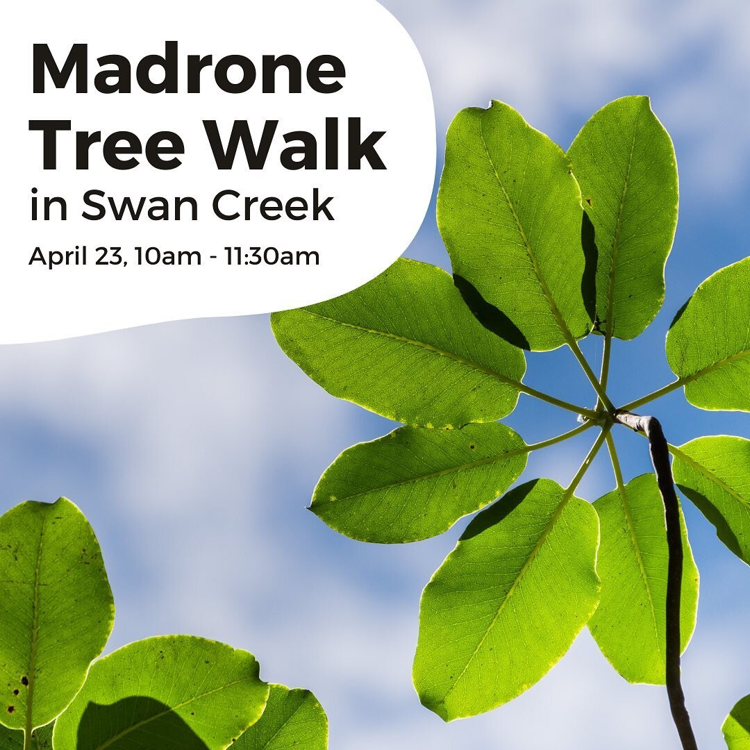 Join @arbutusarme and @tacomatreefoundation for a lovely walk in swan creek to learn about the majestic madrone this weekend!